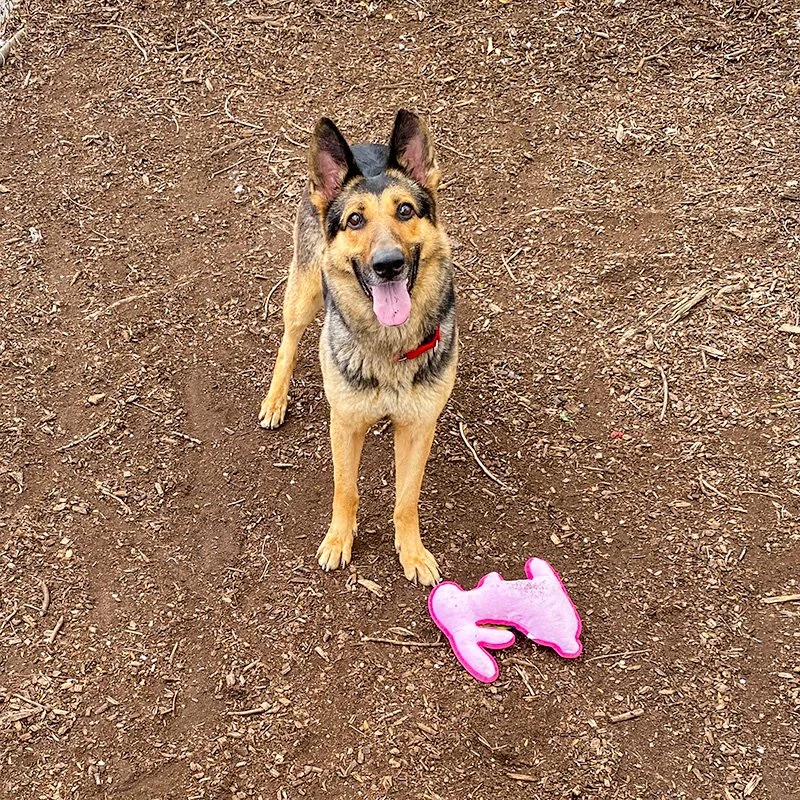 Klara Yard Bunny.jpg