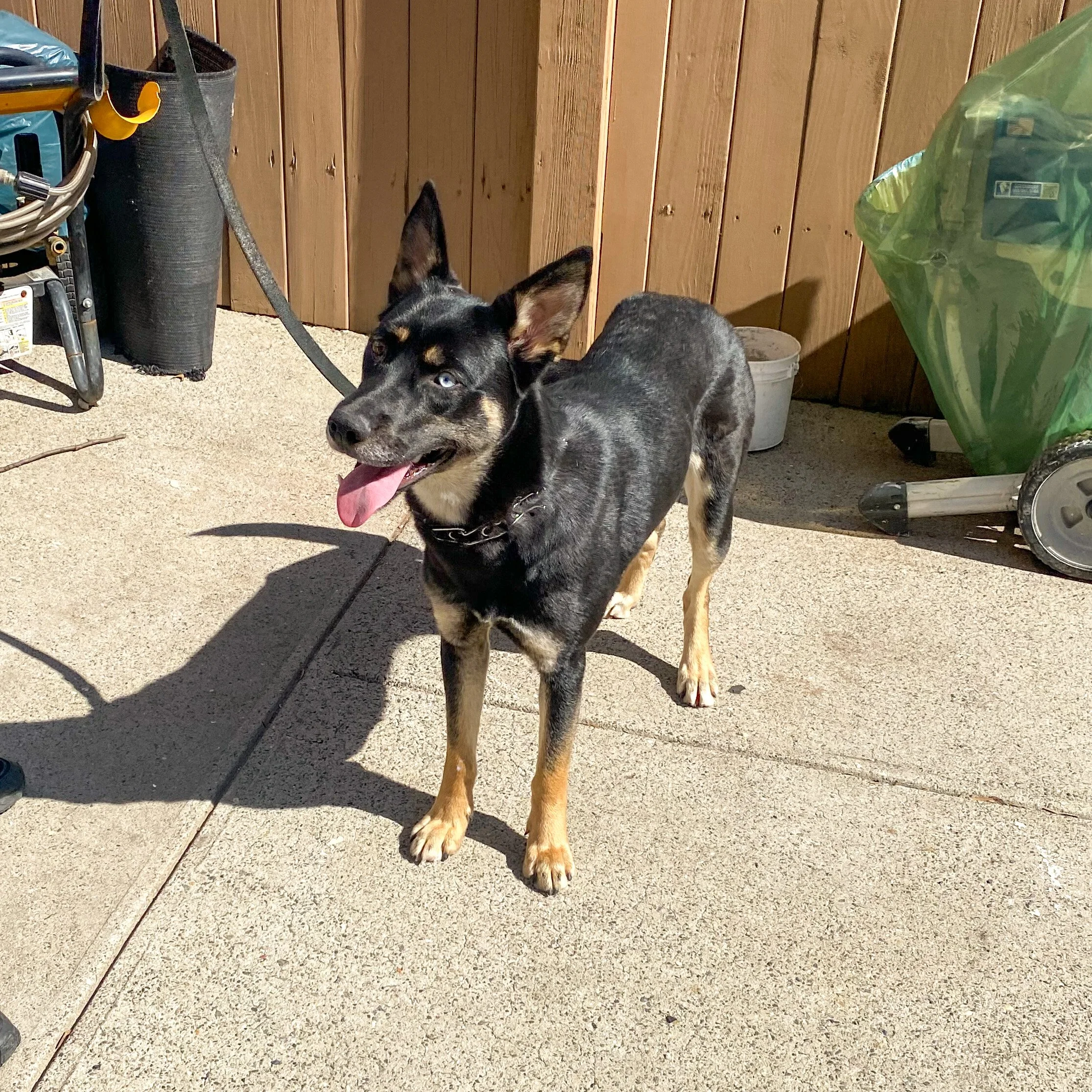 NO DOG LEFT BEHIND - PART 2