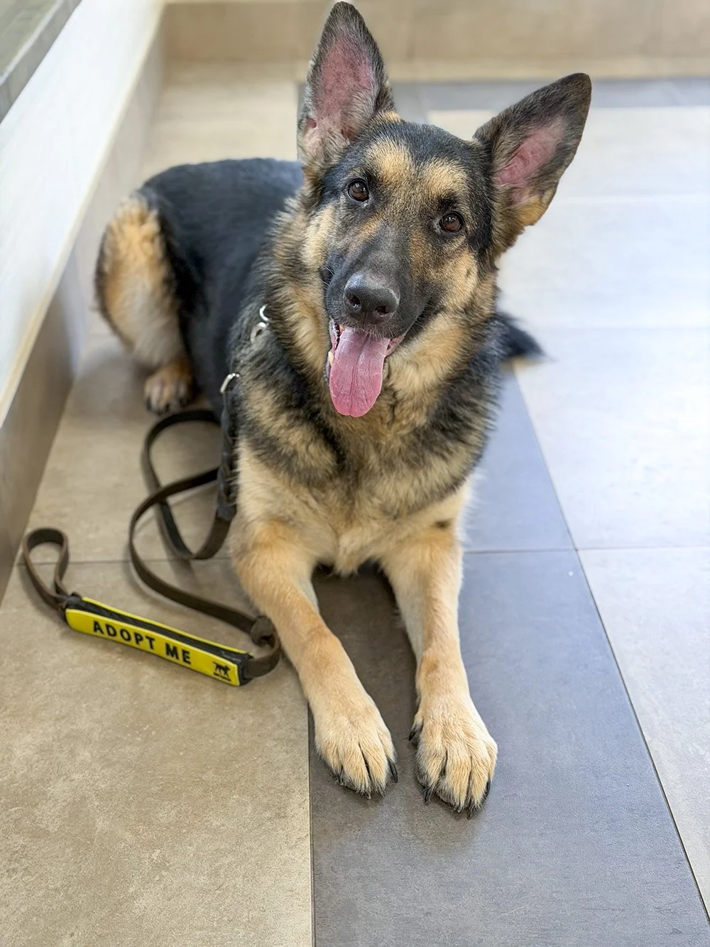 Bella Down Smile at Vet.jpg