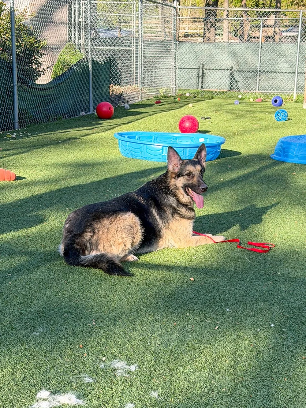 Bella Down Yard.jpg