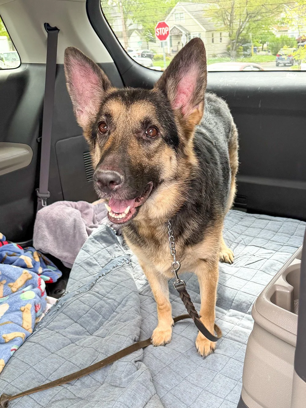Bella Stand in Car.jpg