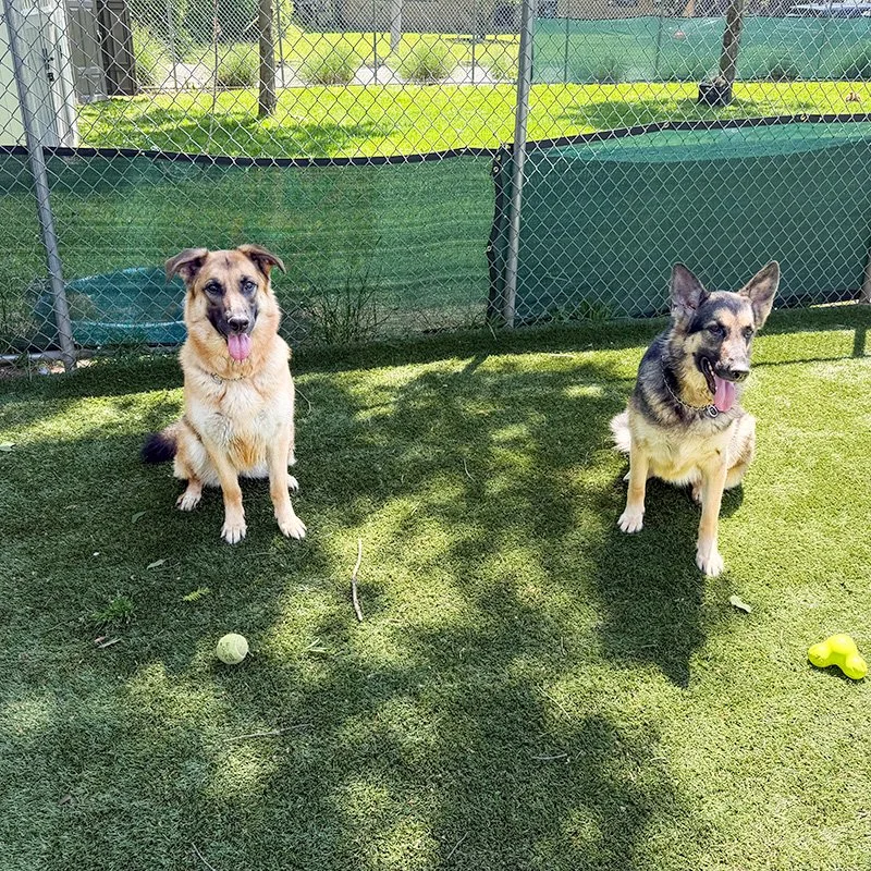 Bella and Maya Sit EA.jpg
