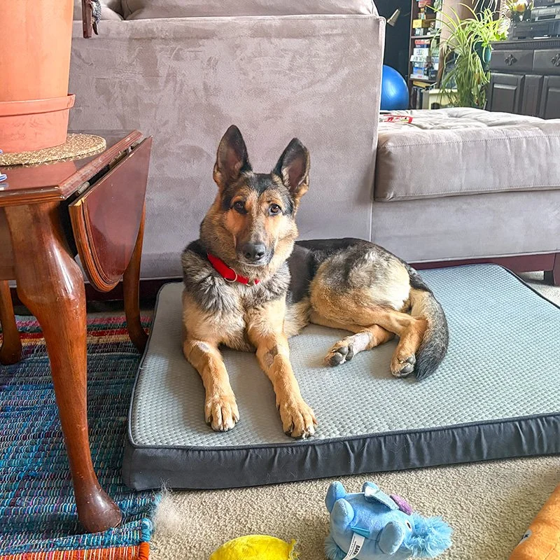 Klara Dog Bed.jpg