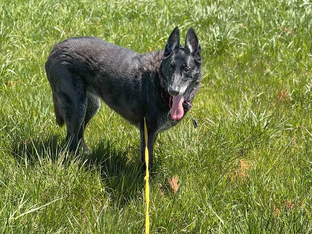 Bella