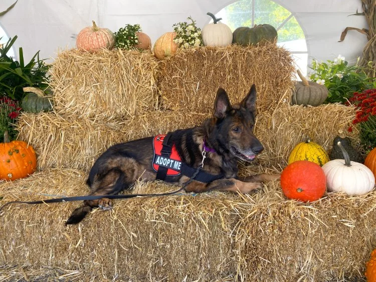 Rocky - Forever Foster In Memory