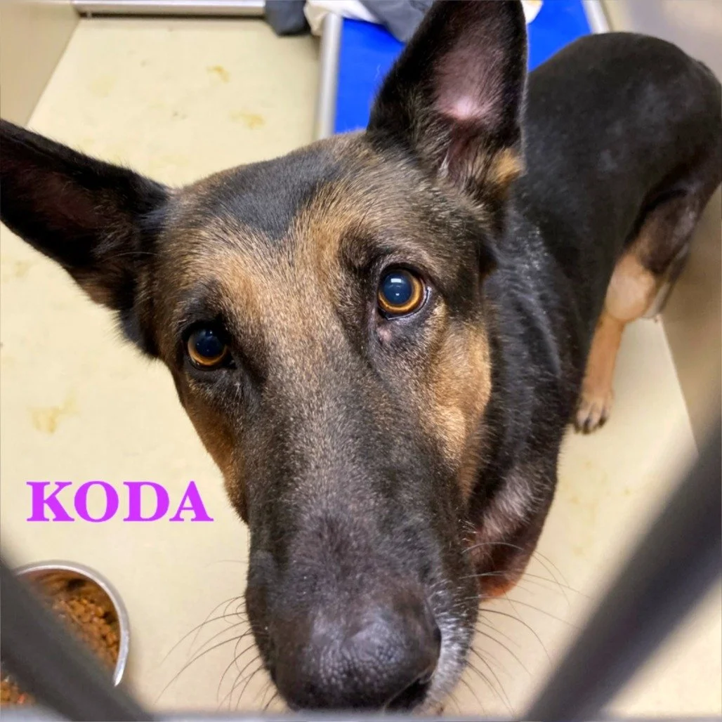 Koda  - In Memory
