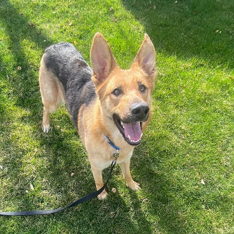 Bella (Vineland)