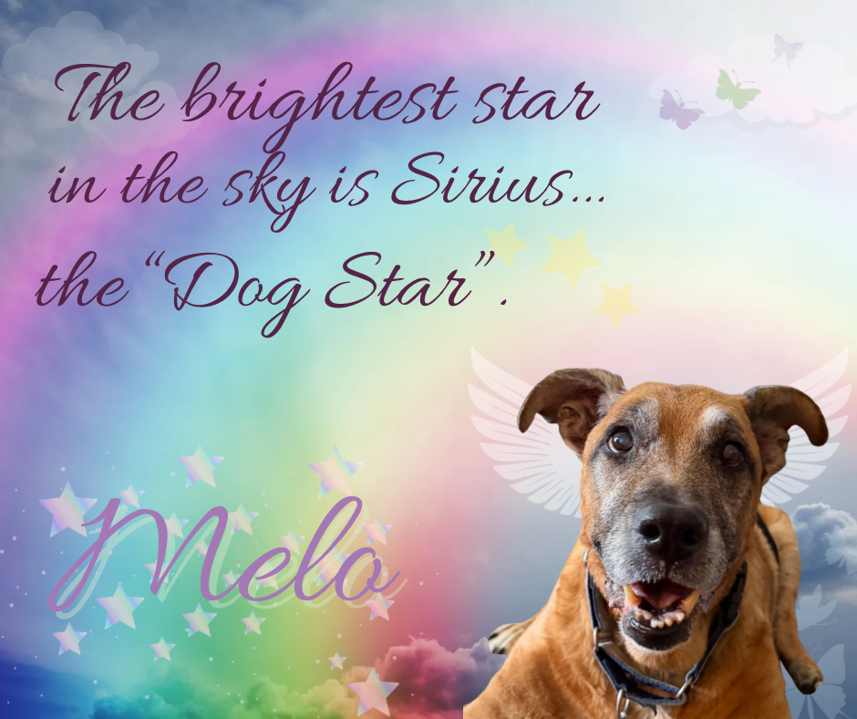 Melo - Forever Foster - In Memory