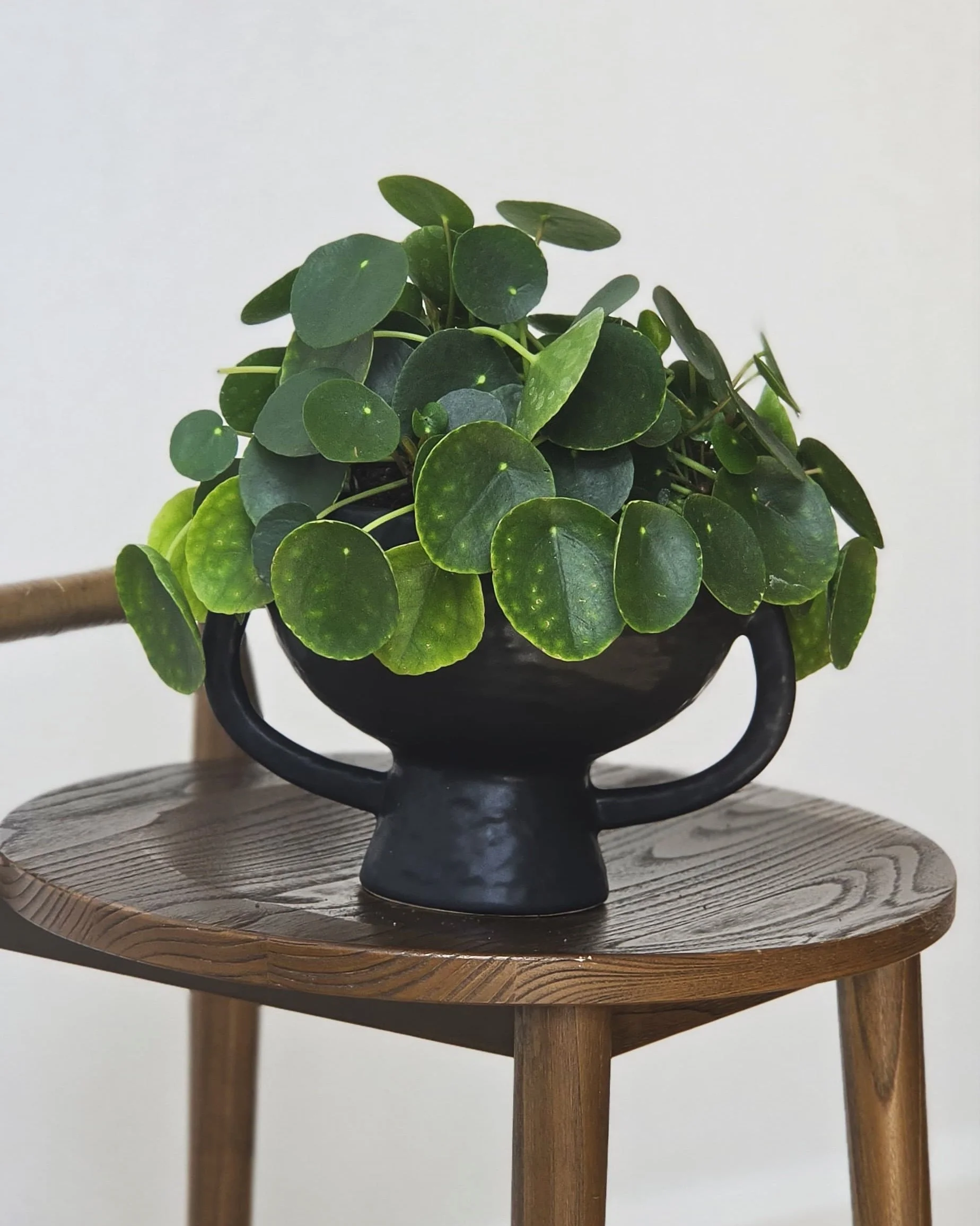 Shavuos - The Money Plant