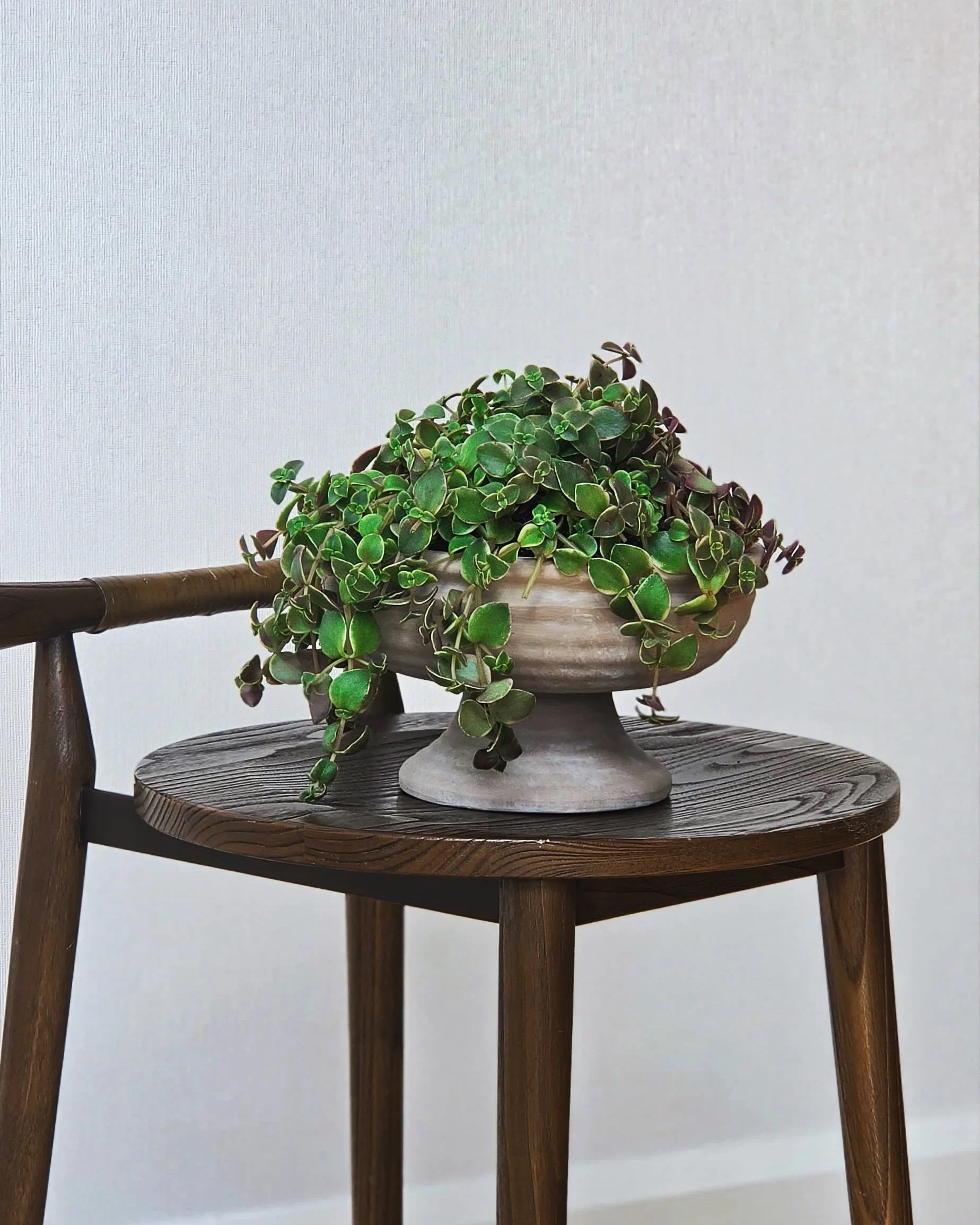 Shavuos - The Turtle Vine