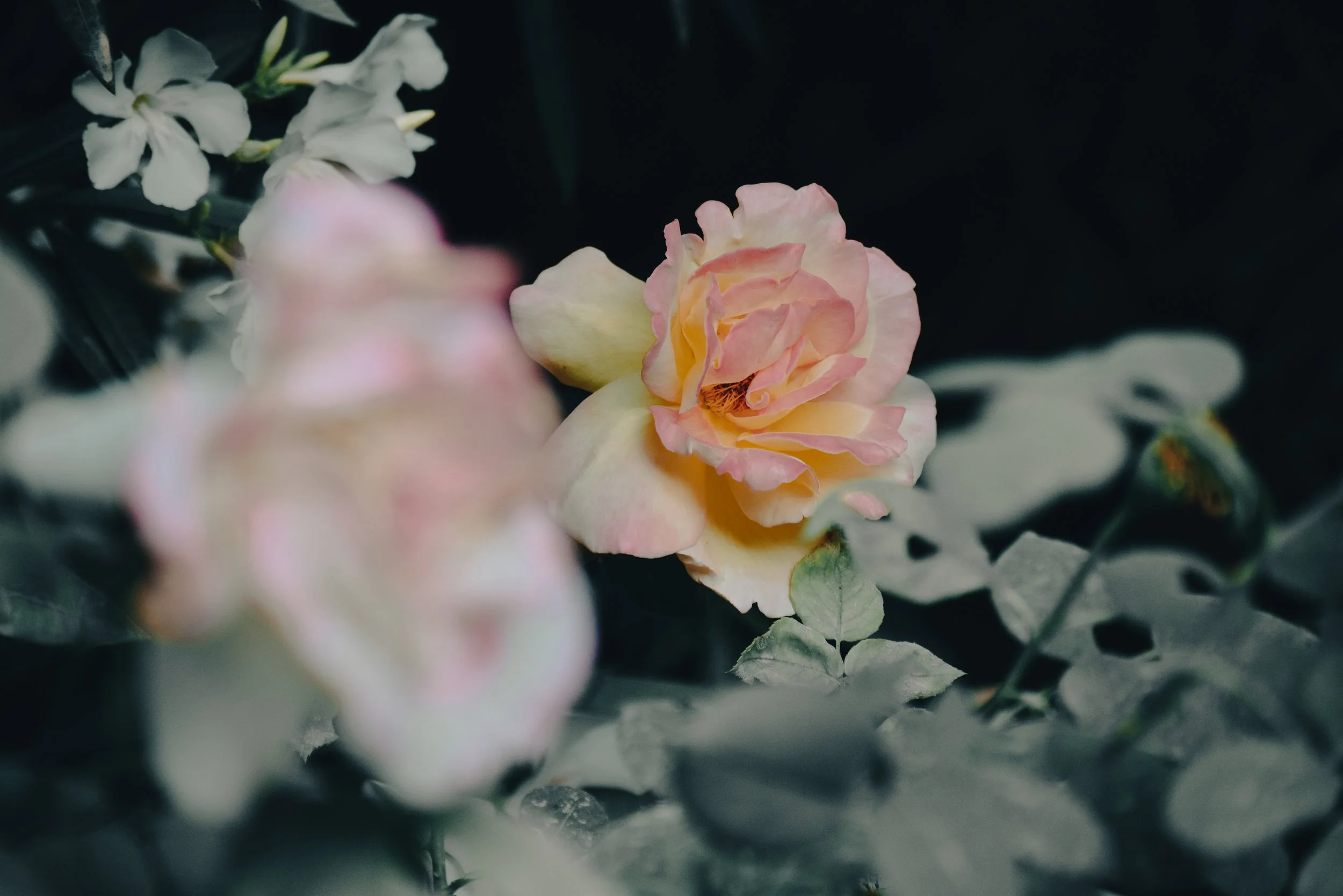 Close-up of a pink and yellow rose flower with white flowers in the background.