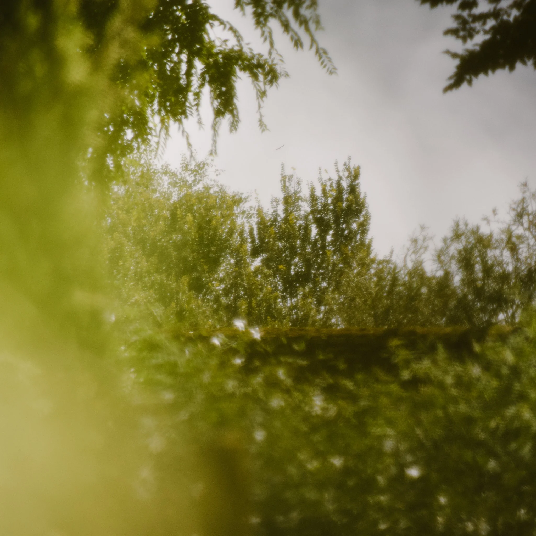 A close-up view of green leaves from trees, with some blurred foliage in the foreground and a cloudy sky in the background.