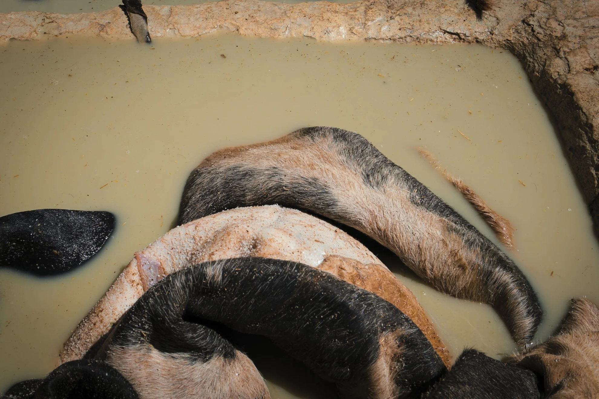 Série photo documentaire de la tannerie de Chouara à Fès