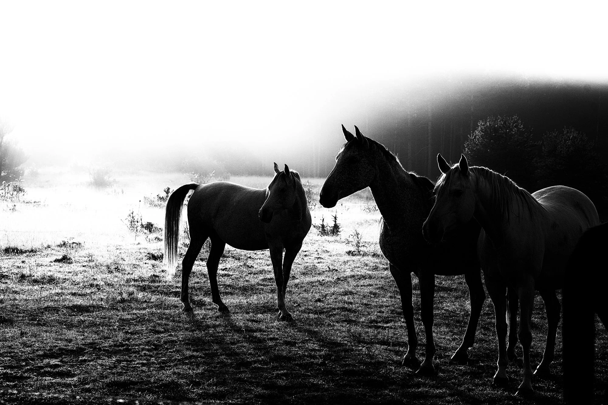 Série photo de Chris Branruz en noir et blanc dans les Cévennes en Lozère