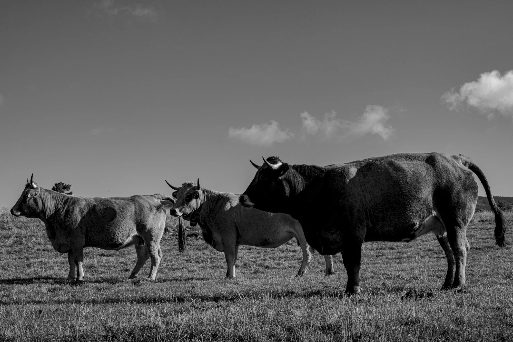 Série photo de Philippe Alliel en noir et blanc dans les Cévennes en Lozère