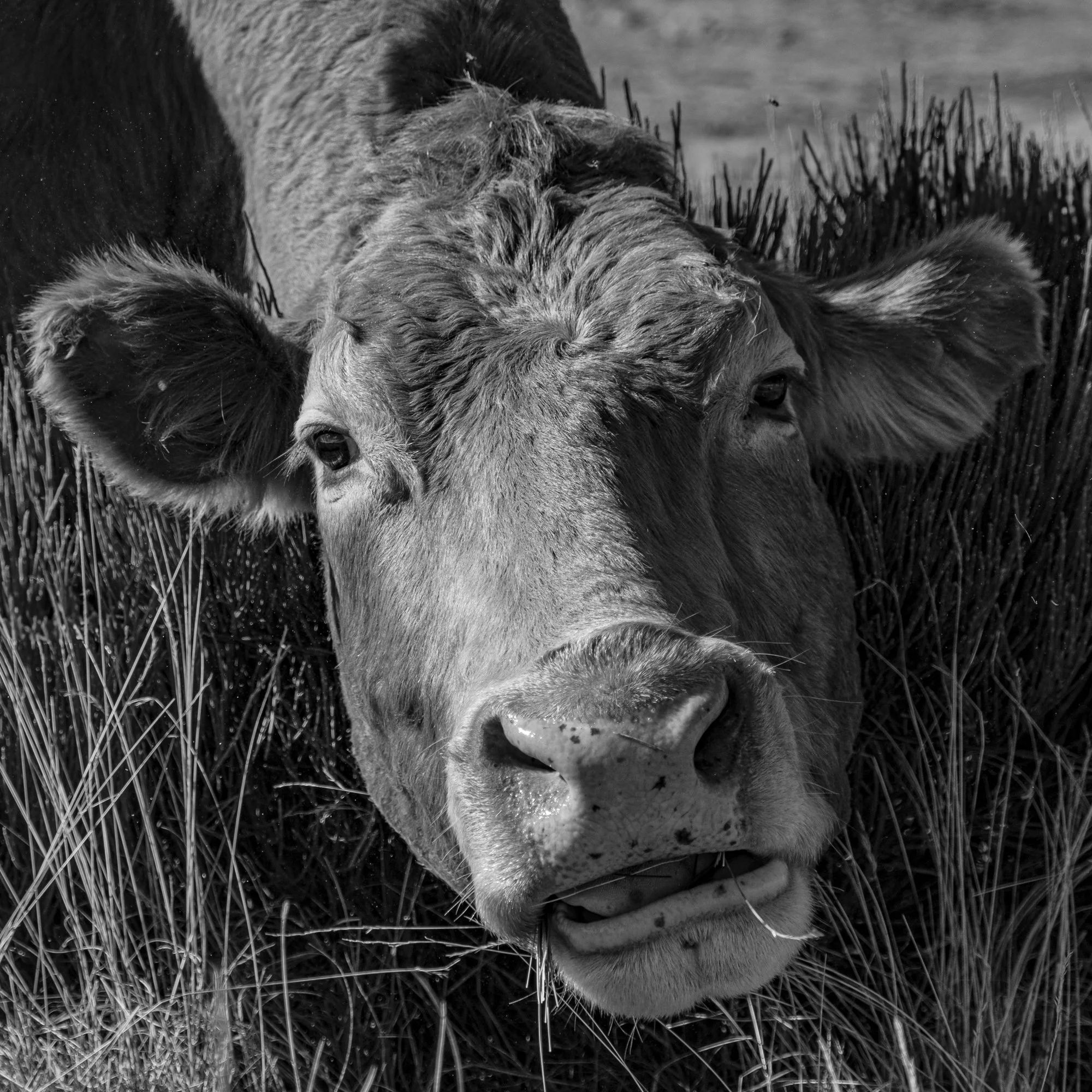 Série photo de Dominique Delorme en noir et blanc dans les Cévennes en Lozère