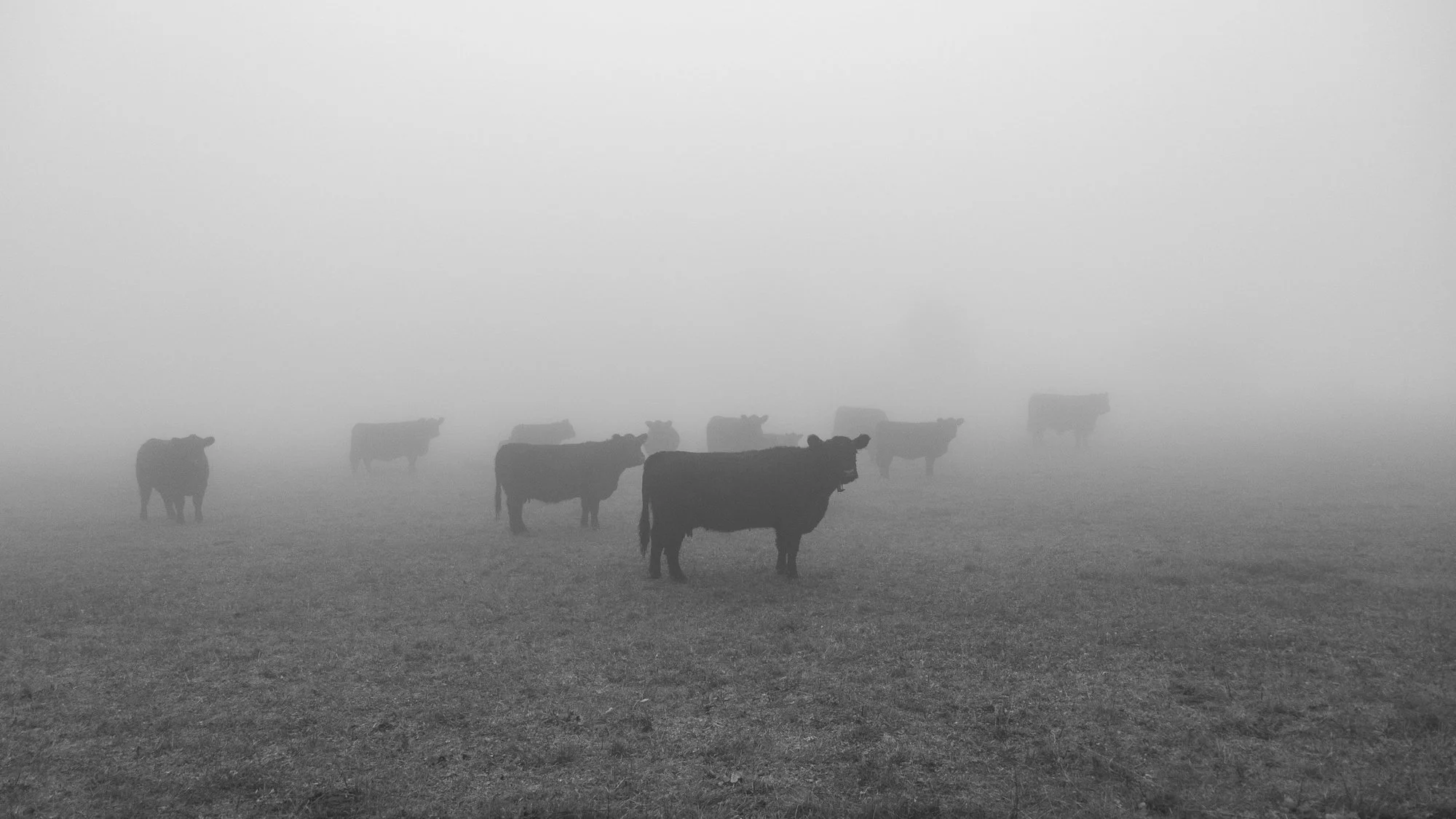 Série photo de Dominique Delorme en noir et blanc dans les Cévennes en Lozère