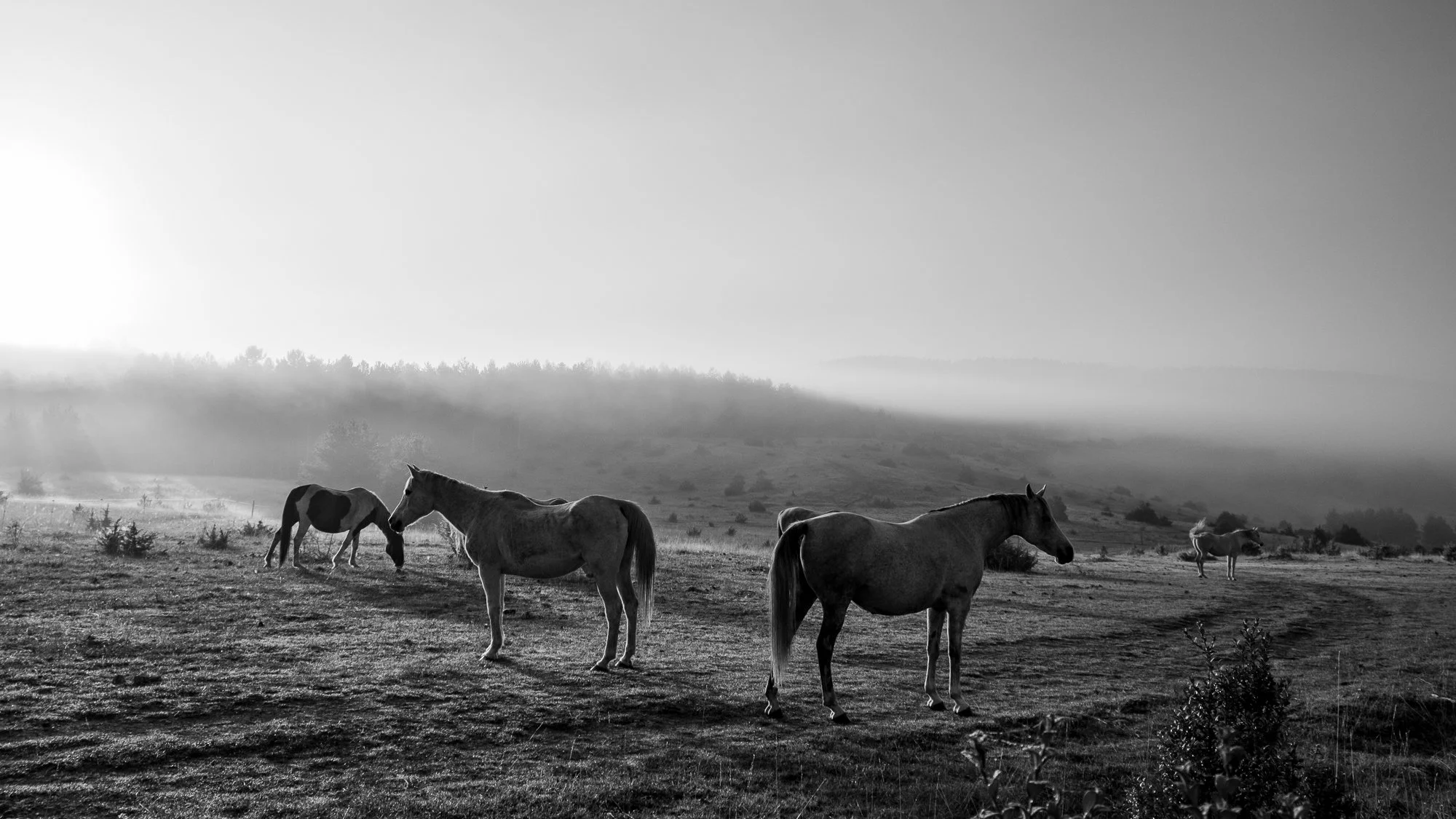 Série photo de Dominique Delorme en noir et blanc dans les Cévennes en Lozère
