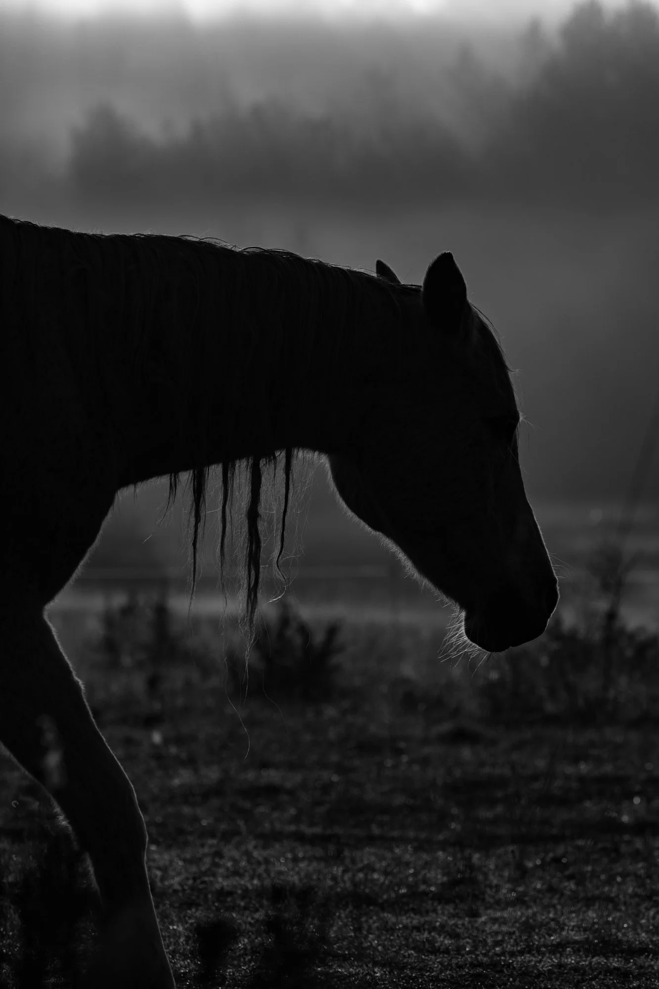 Série photo de Stéphane Ouradou en noir et blanc dans les Cévennes en Lozère