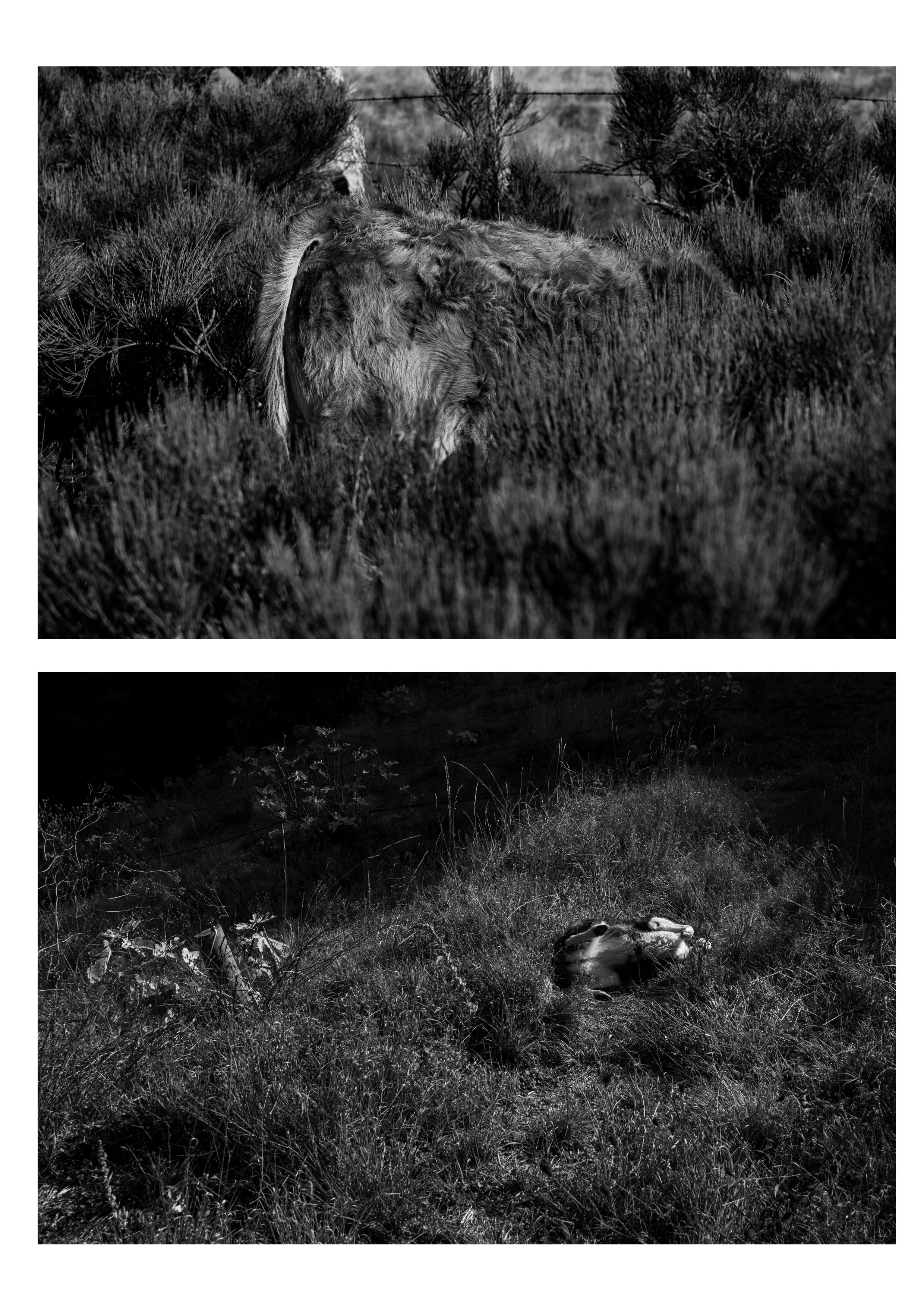 Série photo de Stéphane Ouradou en noir et blanc dans les Cévennes en Lozère