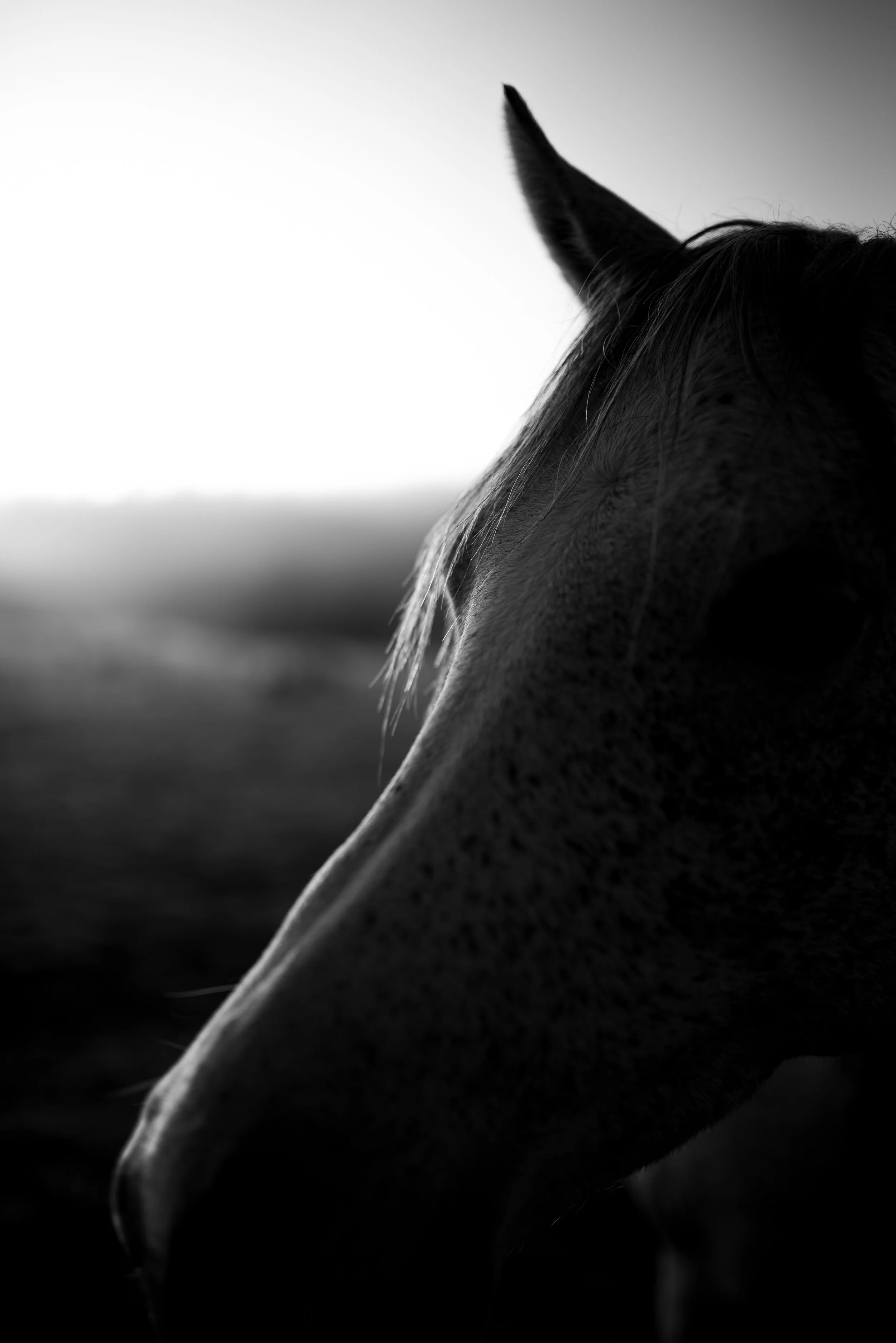Série photo de Cécile Chauveau en noir et blanc dans les Cévennes en Lozère