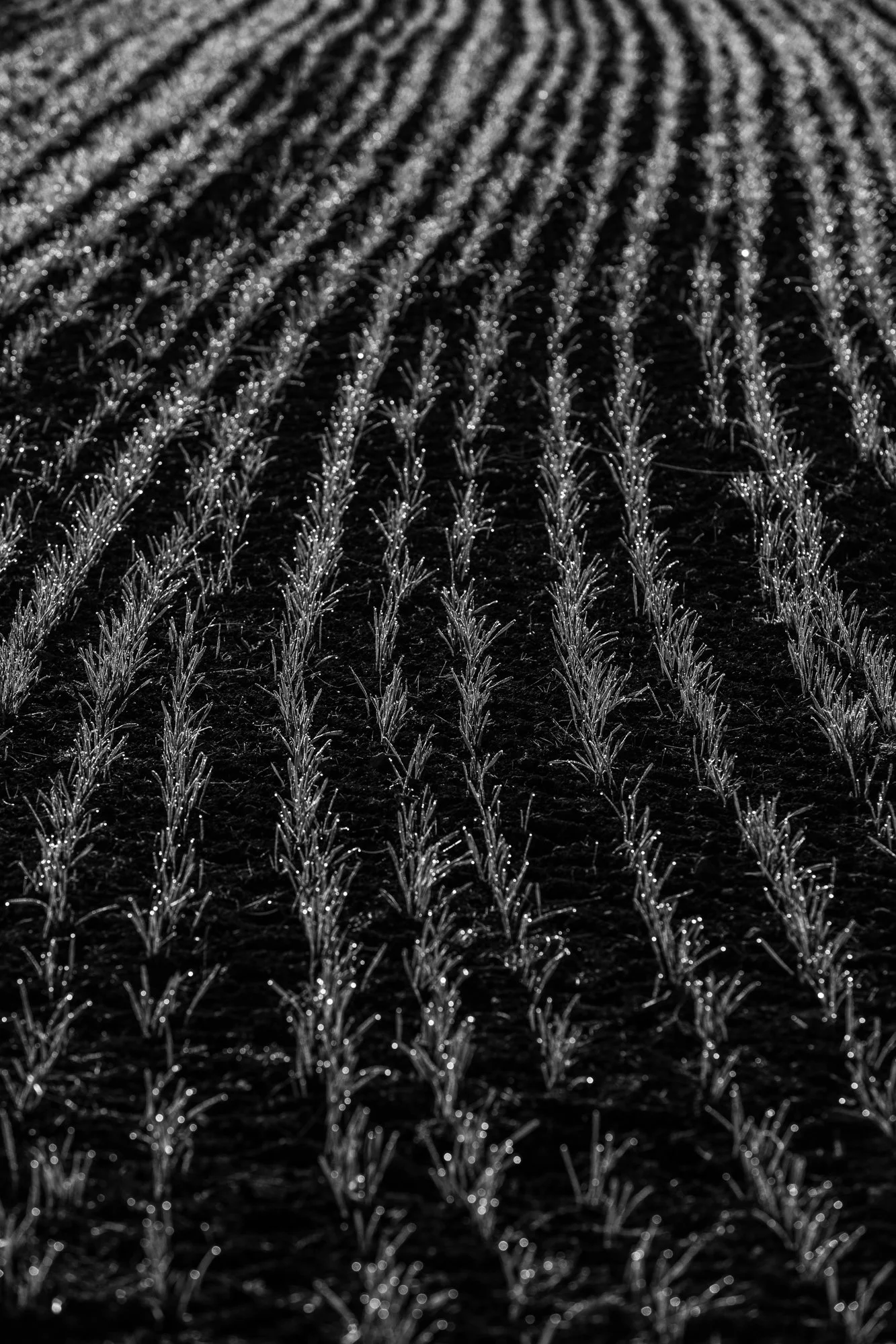 Série photo de Stéphane Ouradou en noir et blanc dans les Cévennes en Lozère