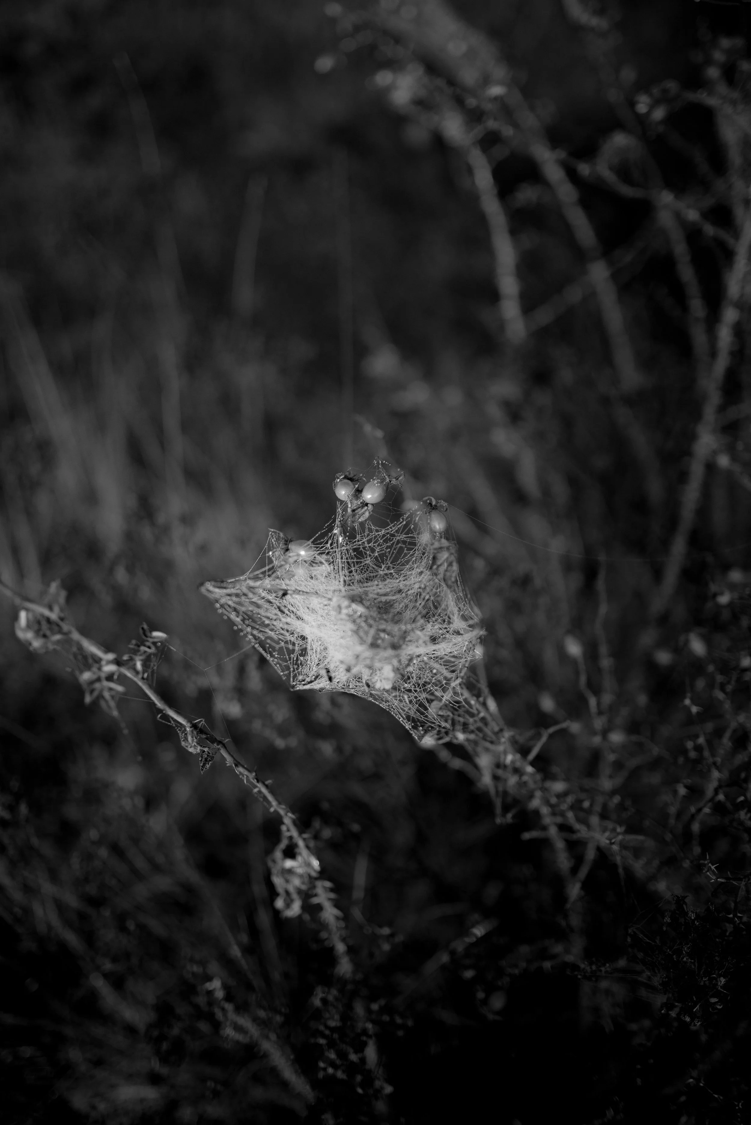 Série photo de Cécile Chauveau en noir et blanc dans les Cévennes en Lozère