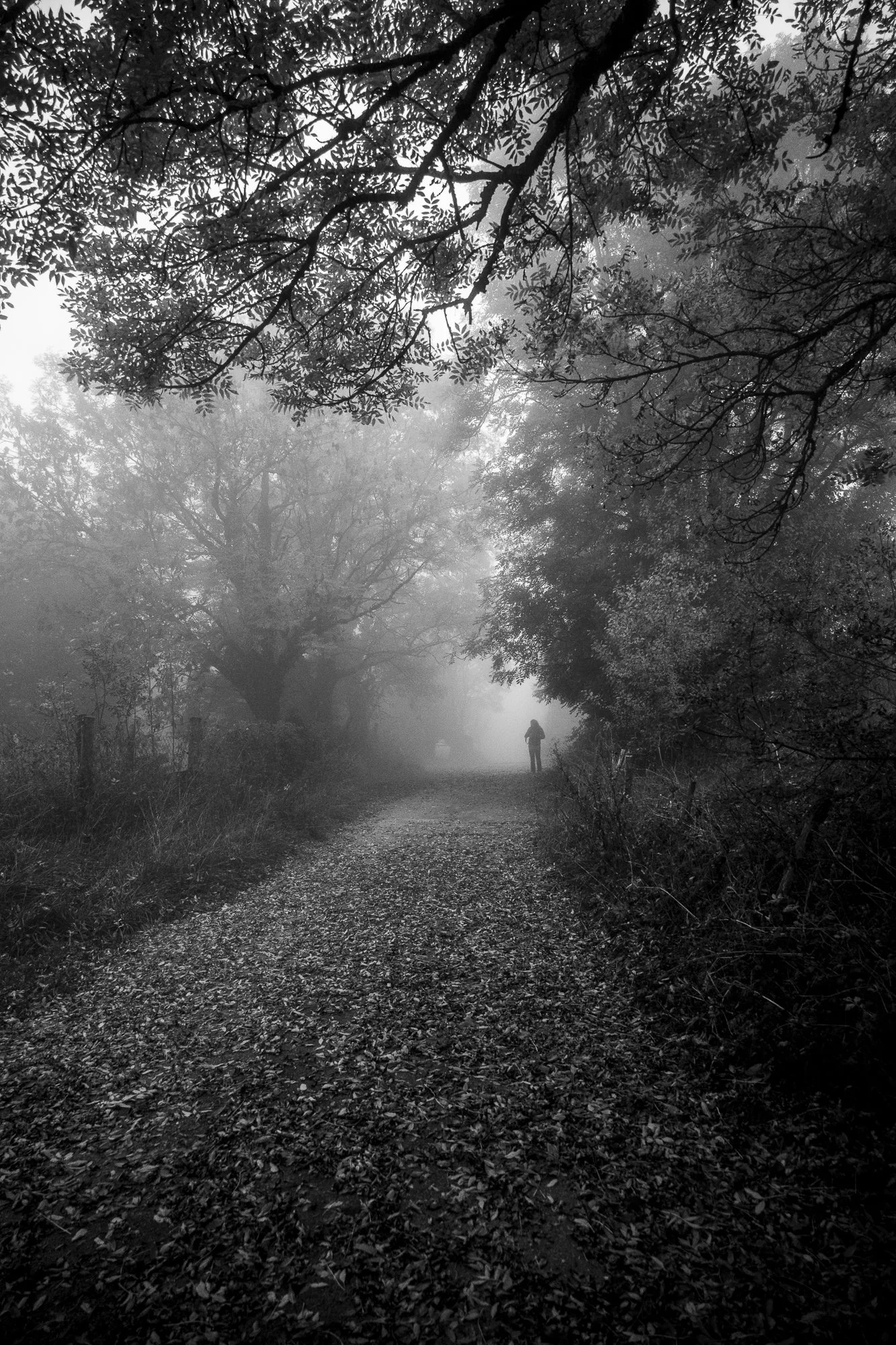 Série photo de Chris Branruz en noir et blanc dans les Cévennes en Lozère