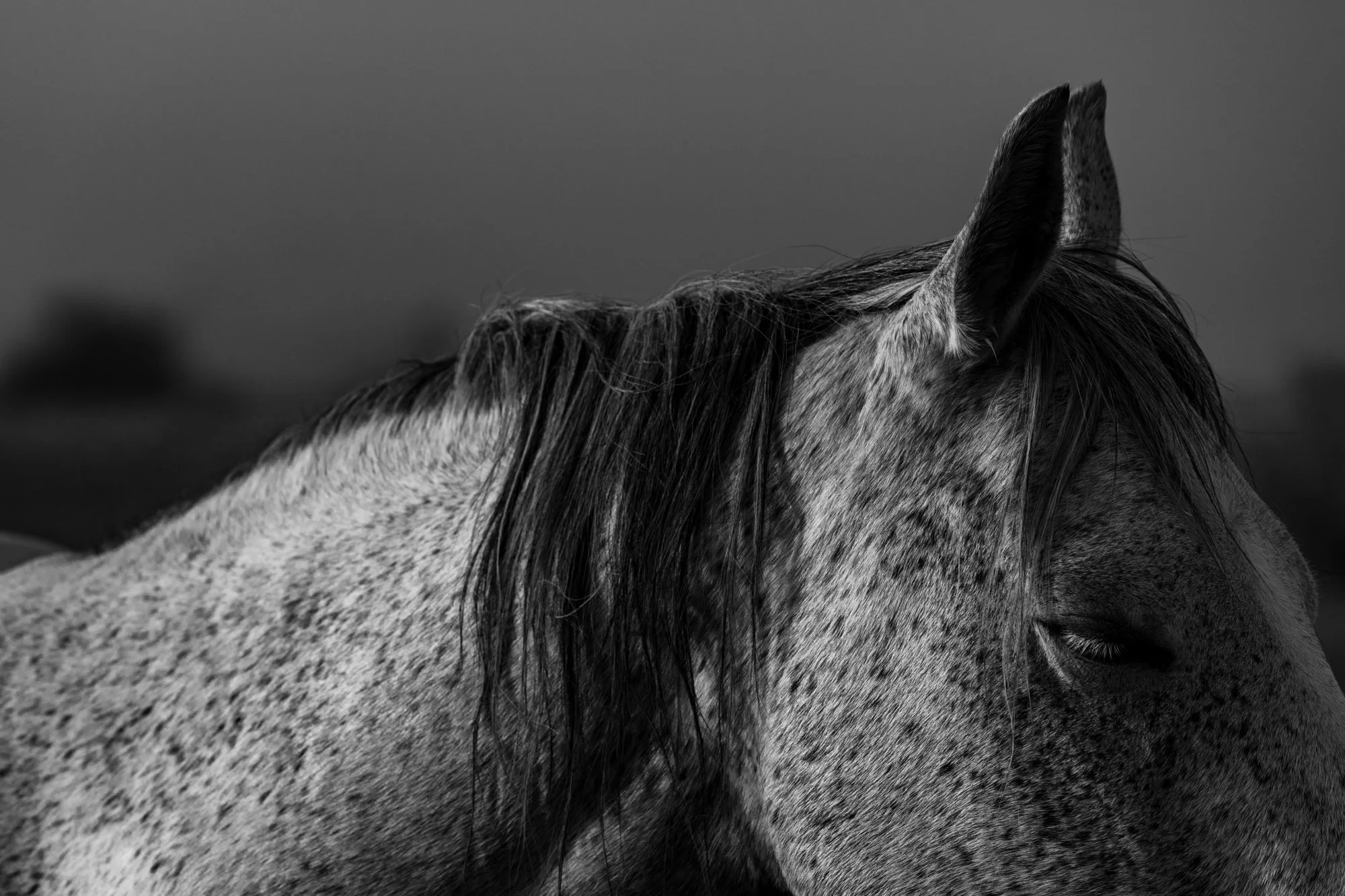 Série photo de Stéphane Ouradou en noir et blanc dans les Cévennes en Lozère