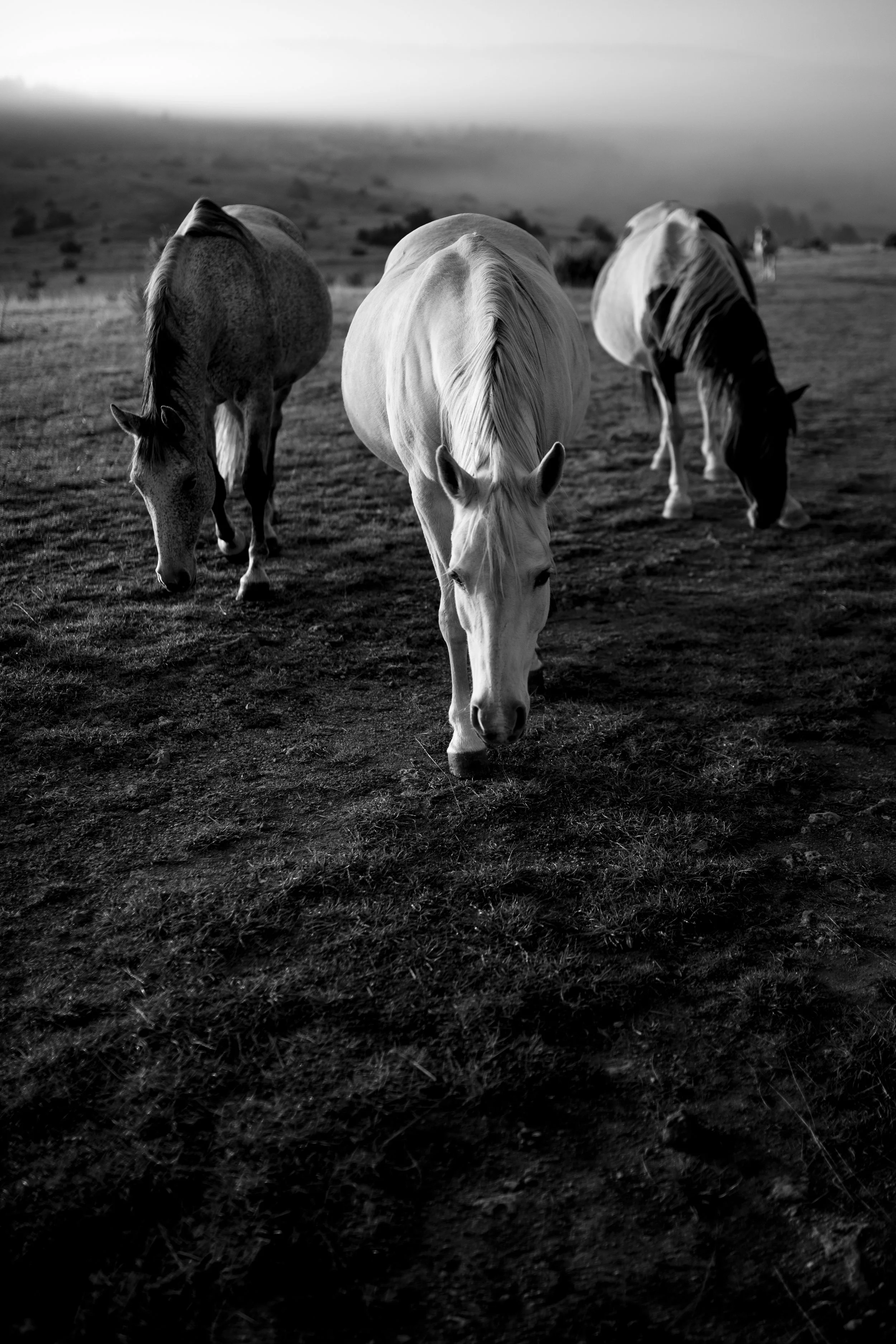 Série photo de Cécile Chauveau en noir et blanc dans les Cévennes en Lozère