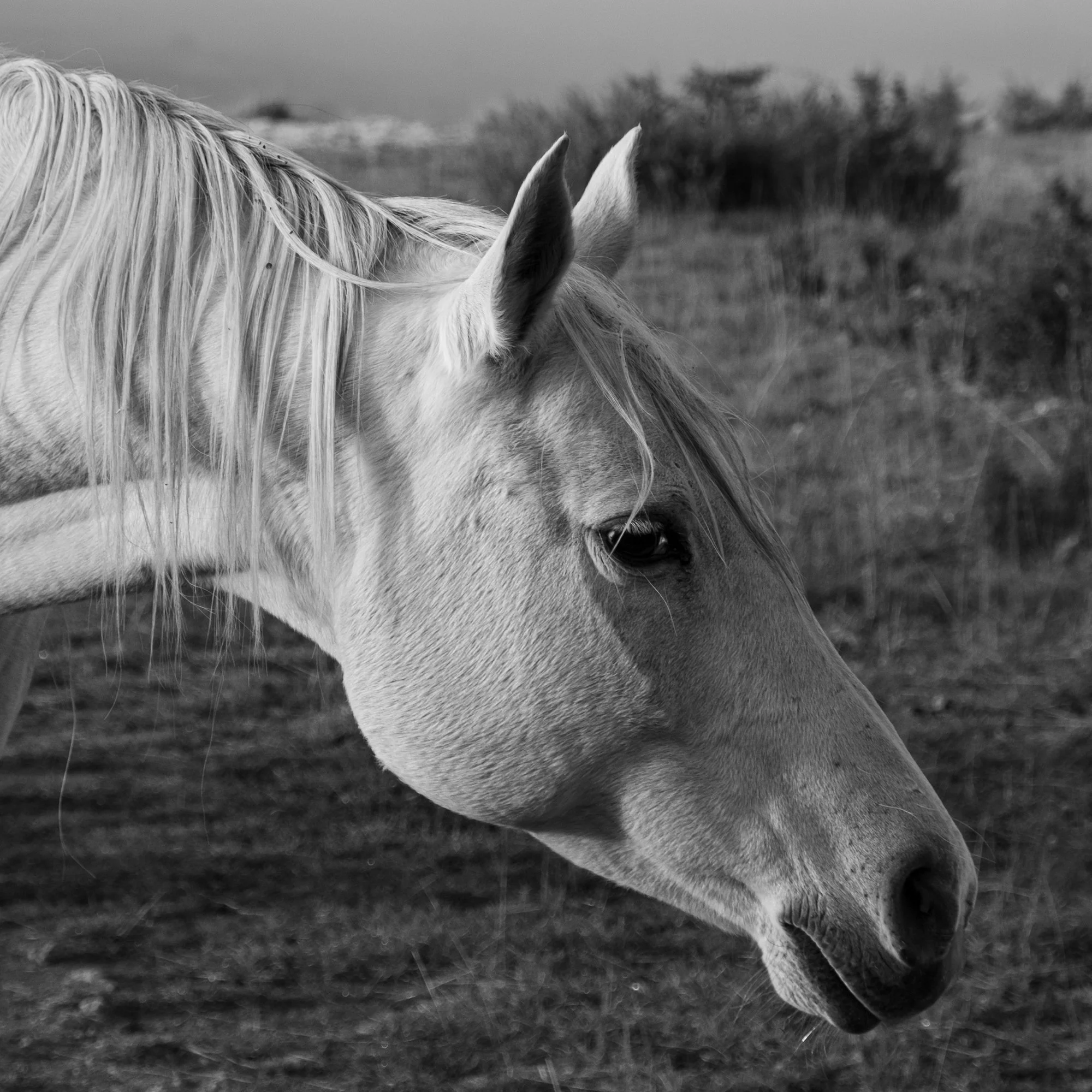 Série photo de Dominique Delorme en noir et blanc dans les Cévennes en Lozère