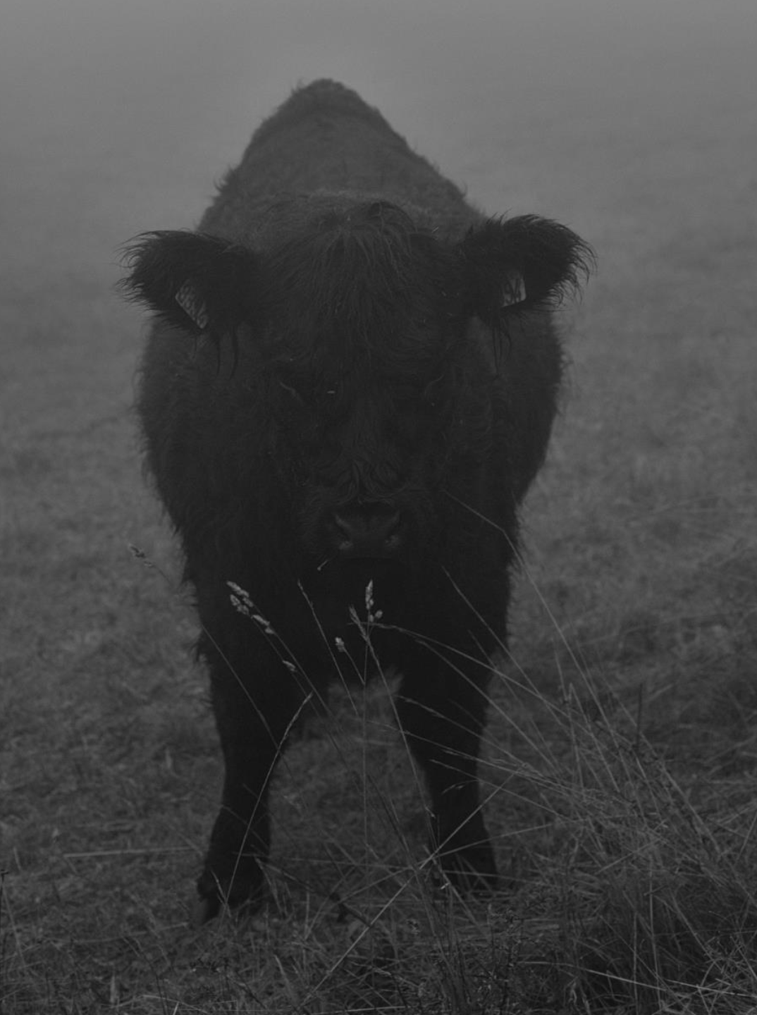 Série photo de Christian Taquet en noir et blanc dans les Cévennes en Lozère
