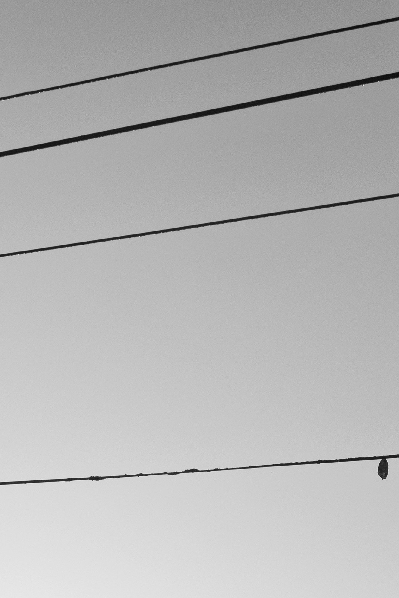 Série photo de Reynald Bégin en noir et blanc dans les Cévennes en Lozère