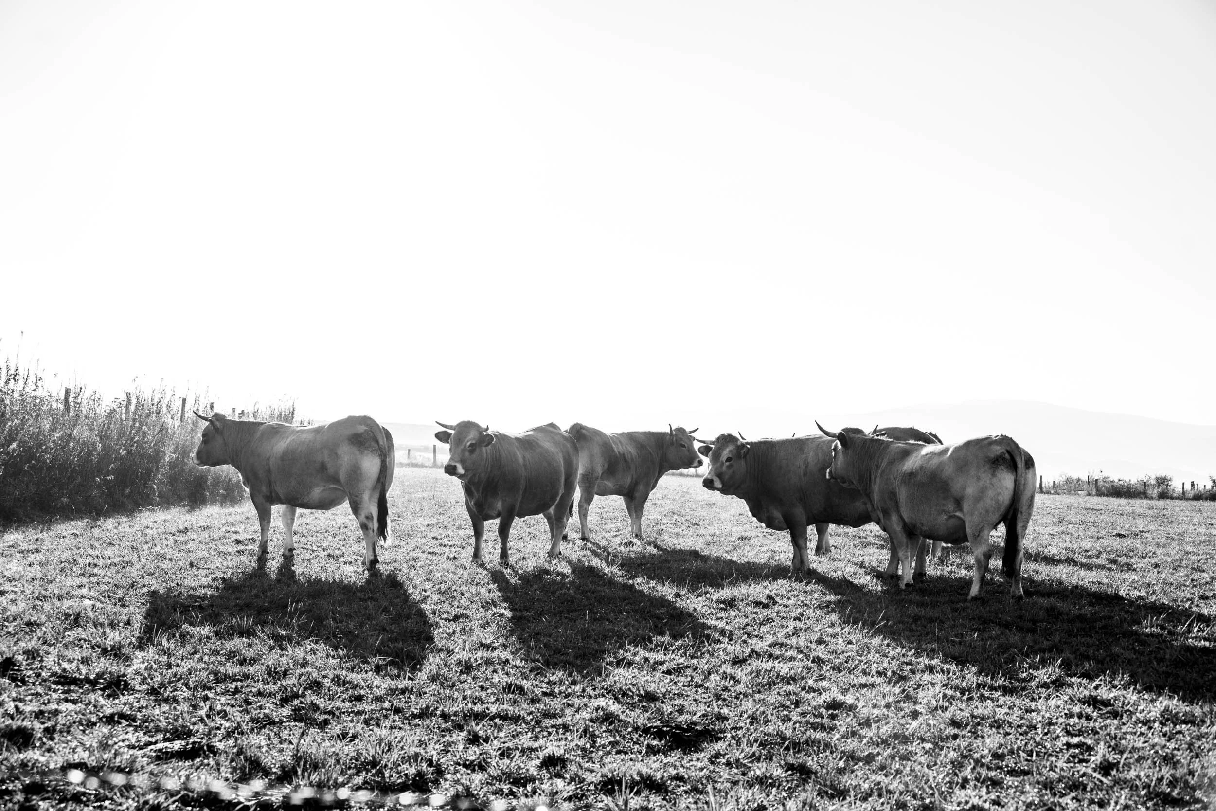 Série photo de Chris Branruz en noir et blanc dans les Cévennes en Lozère