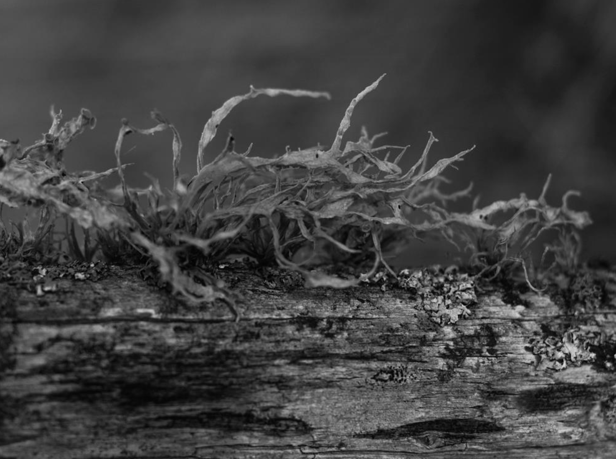 Série photo de Christian Taquet en noir et blanc dans les Cévennes en Lozère