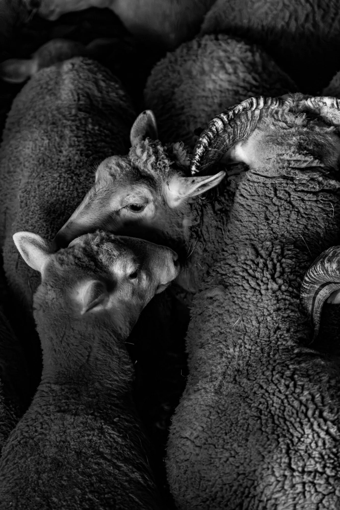 Série photo de Stéphane Ouradou en noir et blanc dans les Cévennes en Lozère