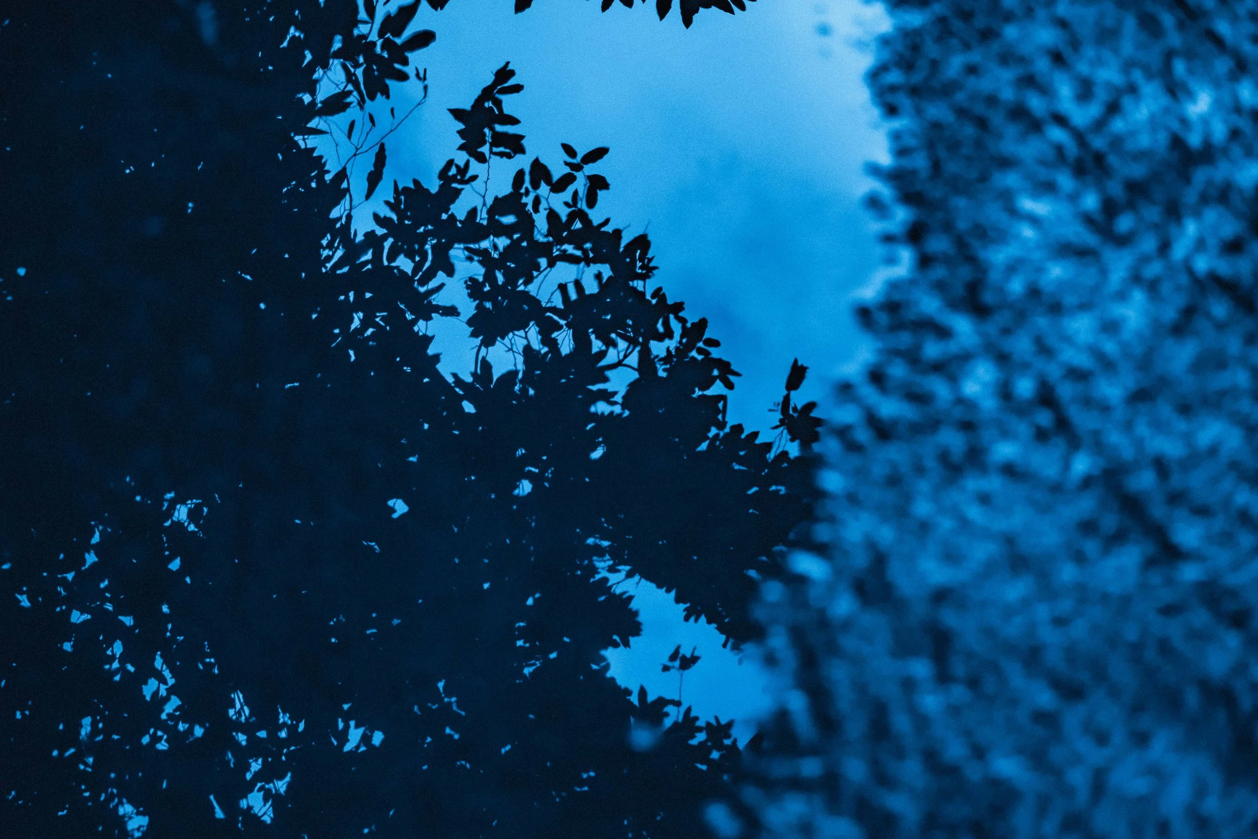 Paysage rocheux et végétation fragile de l'île de Ua-Pou aux Marquises, baigné dans une lumière crépusculaire teintée de bleu. Photographie issue du projet "Retiens le bleu" d'Edwina Bellahouel, développé dans le cadre du mentorat photo en ligne de P