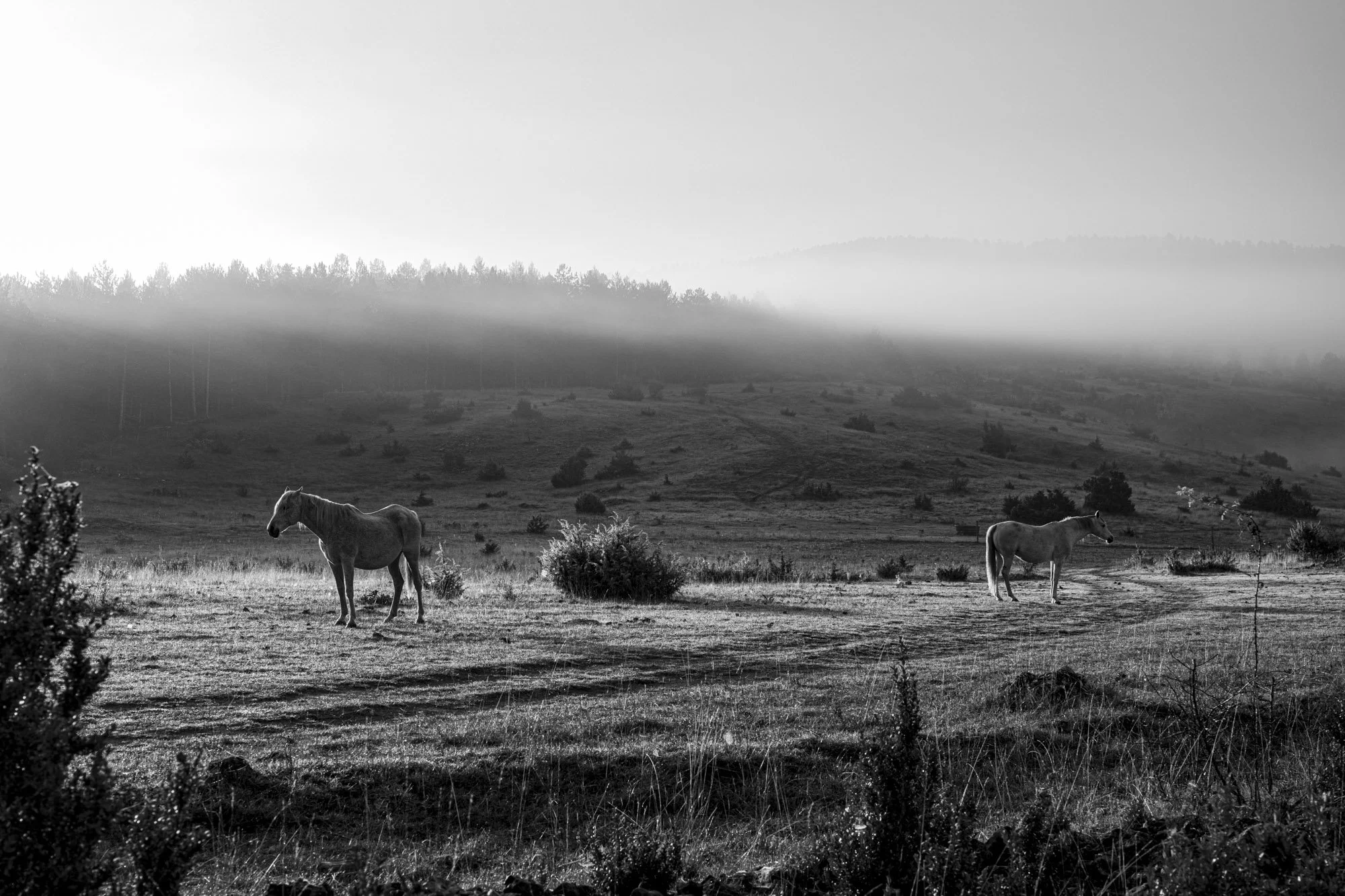 Série photo de Philippe Alliel en noir et blanc dans les Cévennes en Lozère