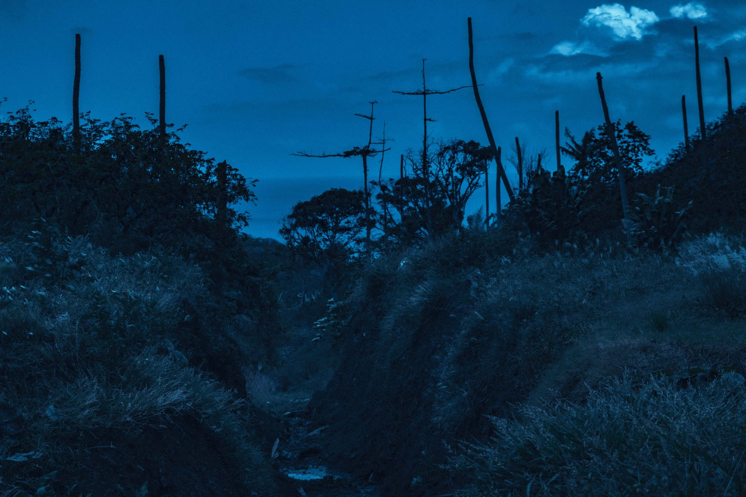 Paysage rocheux et végétation fragile de l'île de Ua-Pou aux Marquises, baigné dans une lumière crépusculaire teintée de bleu. Photographie issue du projet "Retiens le bleu" d'Edwina Bellahouel, développé dans le cadre du mentorat photo en ligne de P