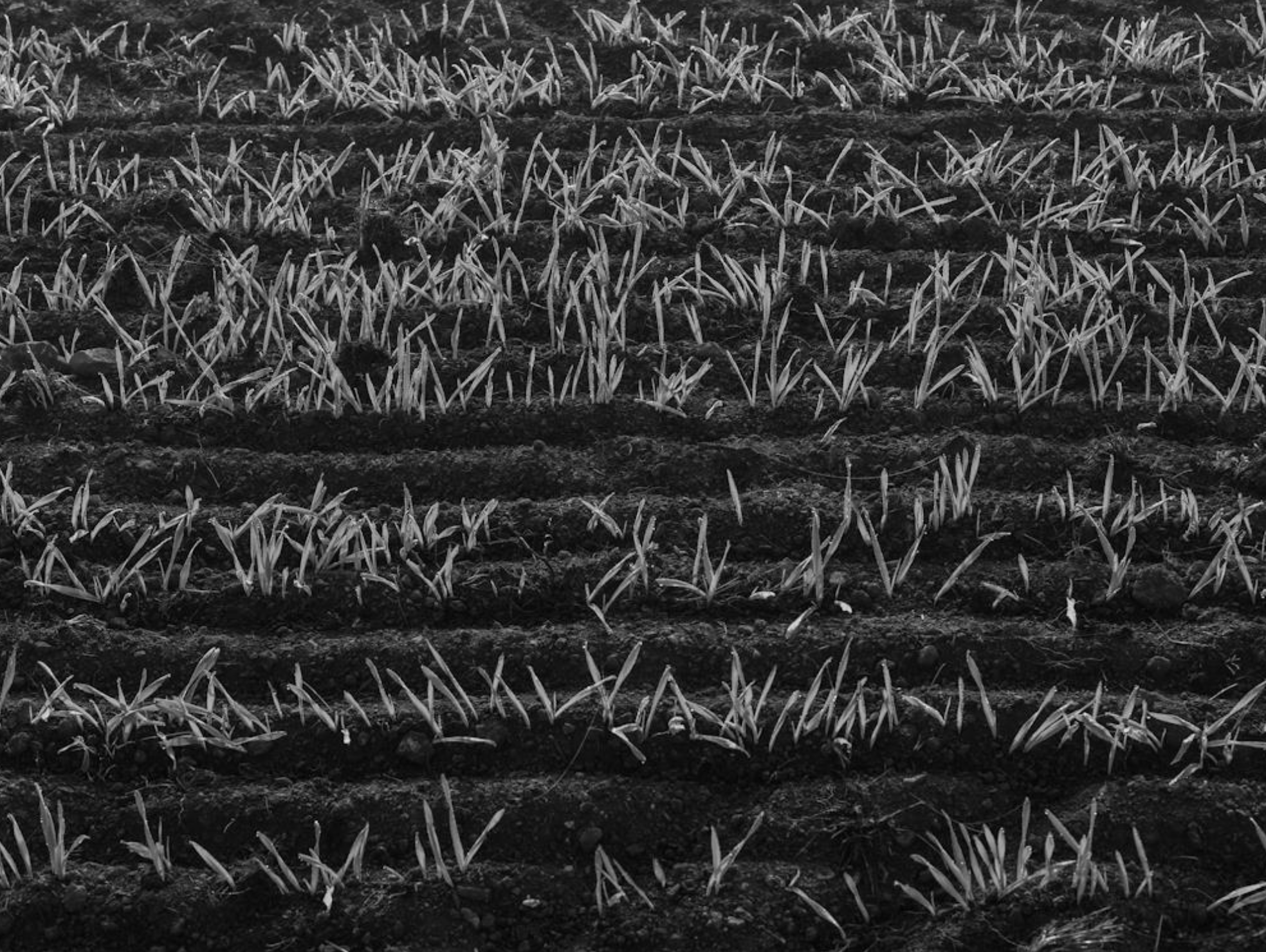 Série photo de Christian Taquet en noir et blanc dans les Cévennes en Lozère