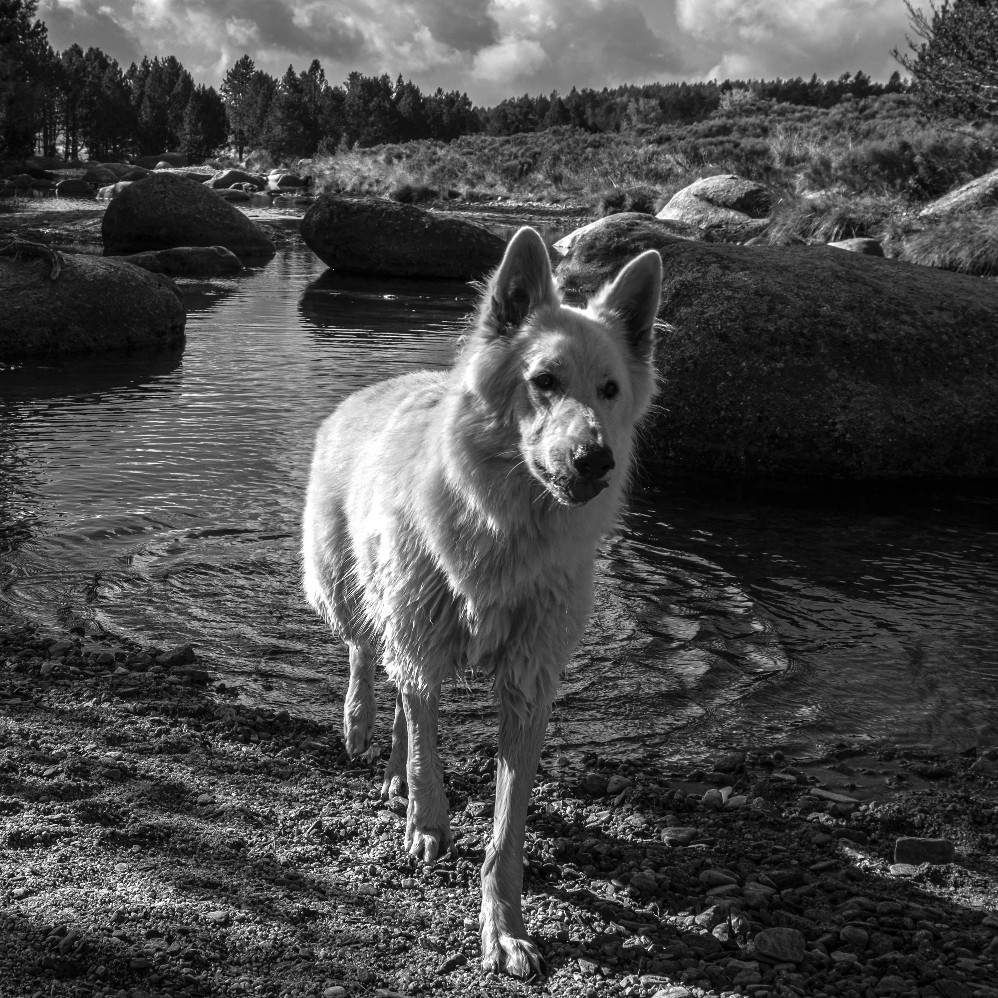 Série photo de Dominique Delorme en noir et blanc dans les Cévennes en Lozère