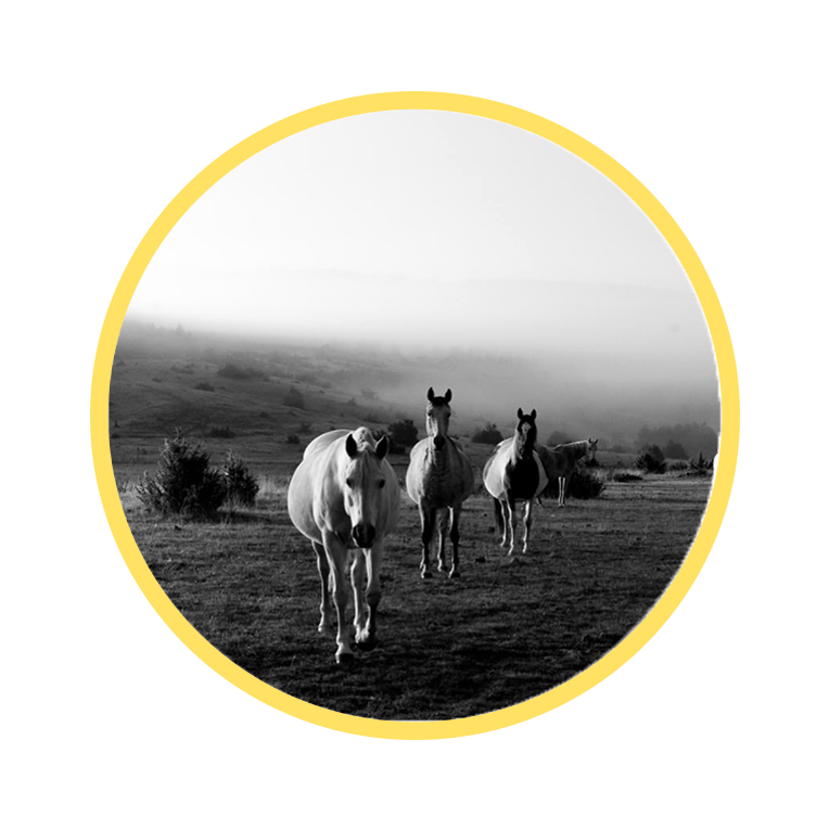 Cécile Chauveau photographe