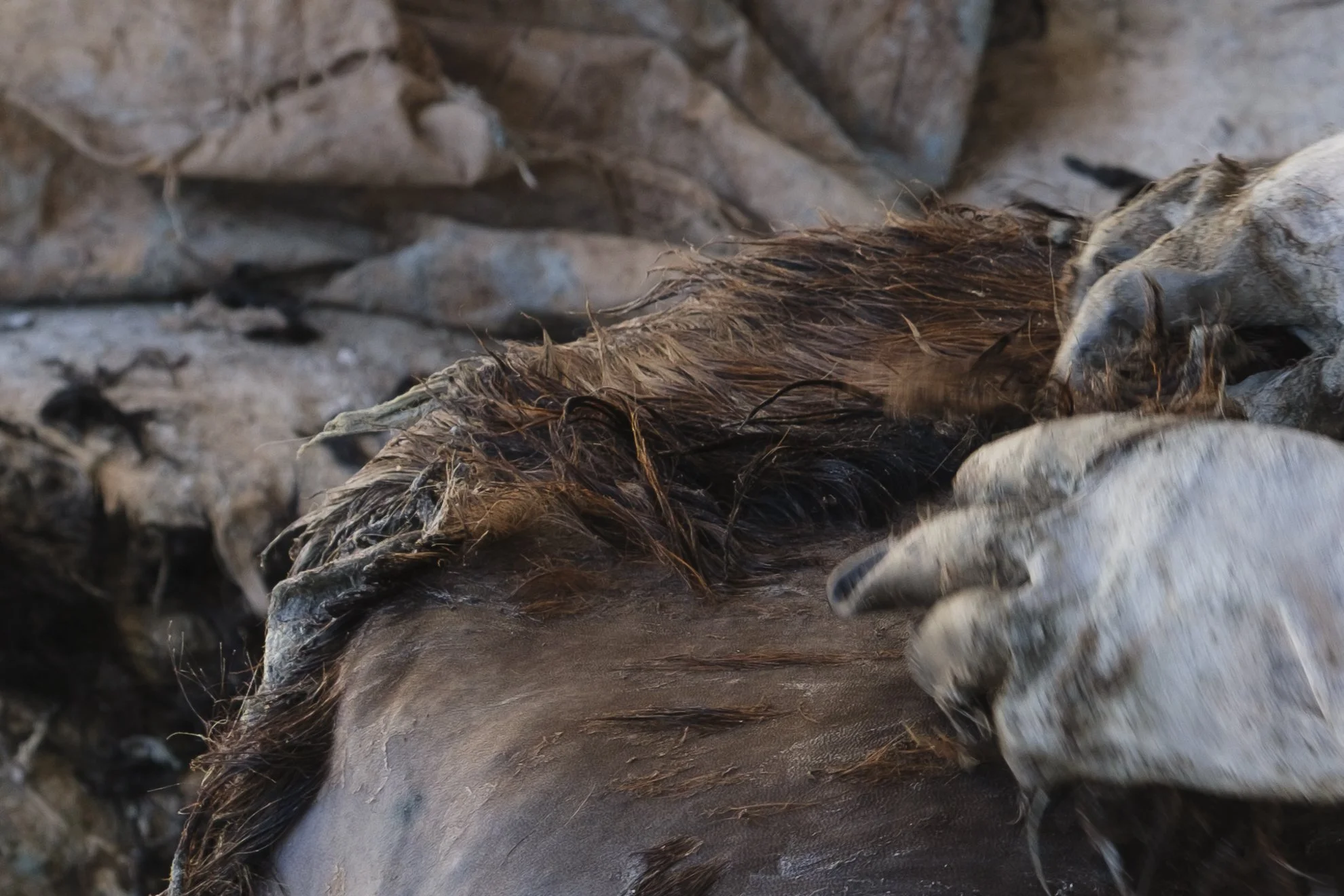 Série photo documentaire de la tannerie de Chouara à Fès