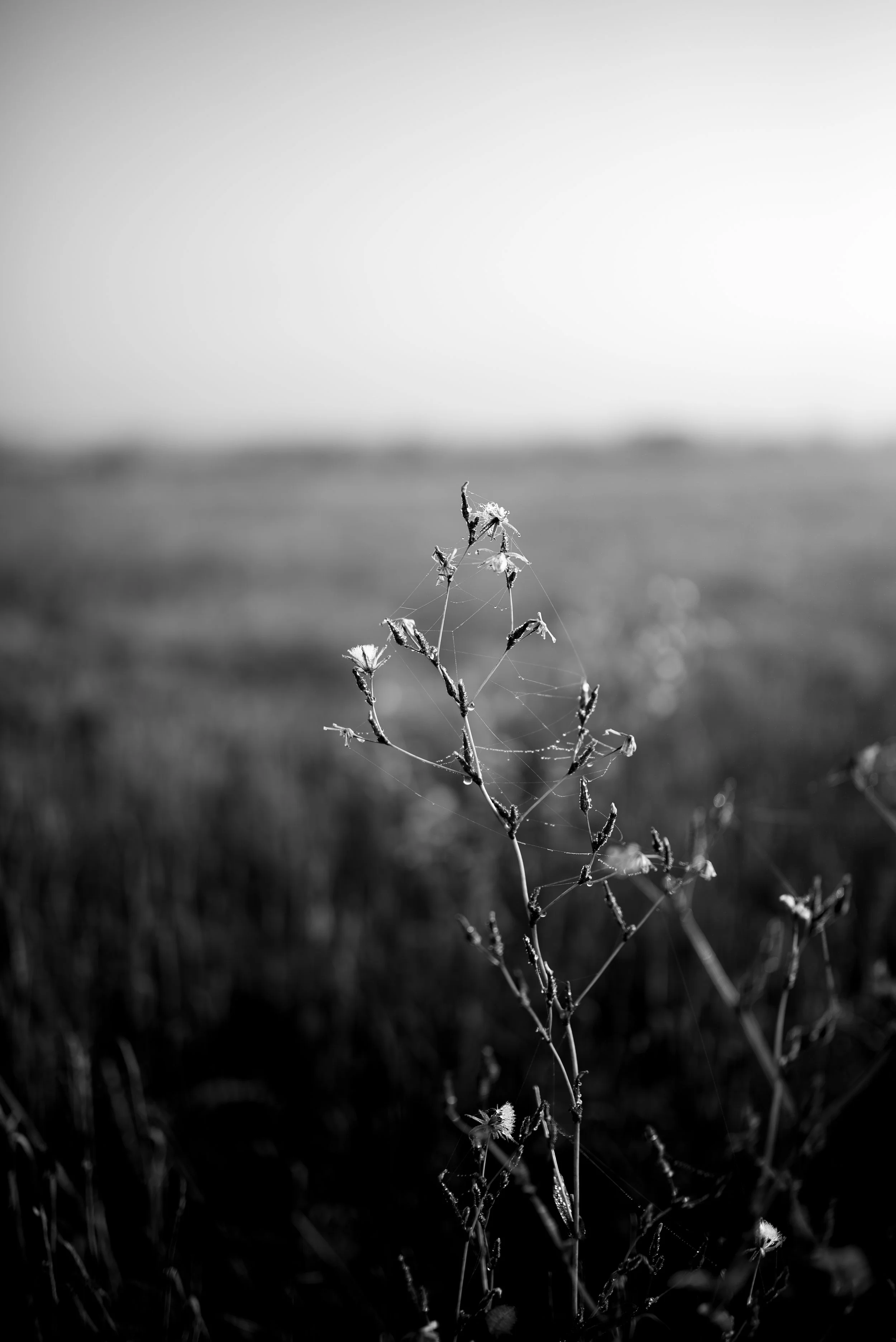Série photo de Cécile Chauveau en noir et blanc dans les Cévennes en Lozère