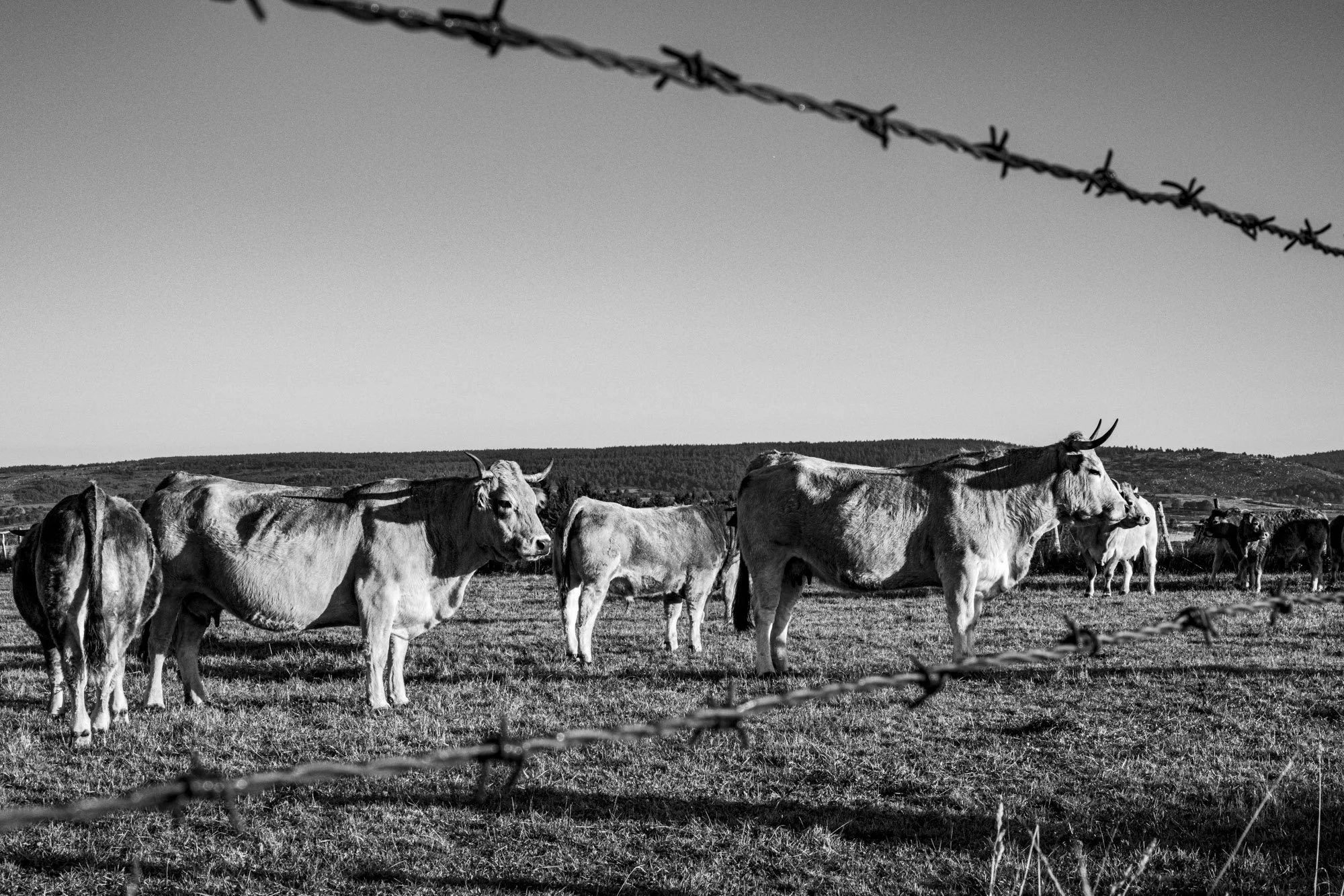 Série photo de Philippe Alliel en noir et blanc dans les Cévennes en Lozère