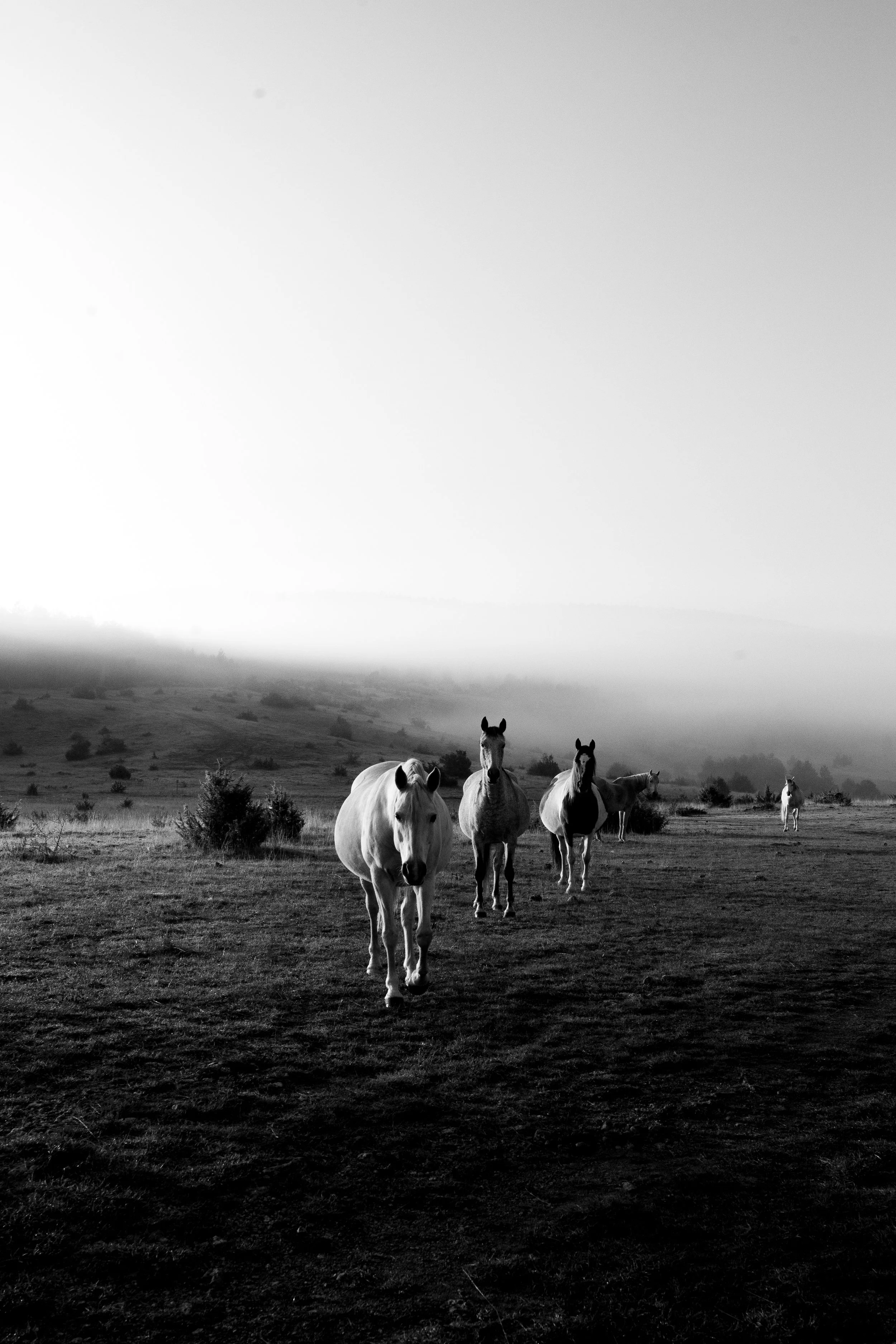 Série photo de Cécile Chauveau en noir et blanc dans les Cévennes en Lozère