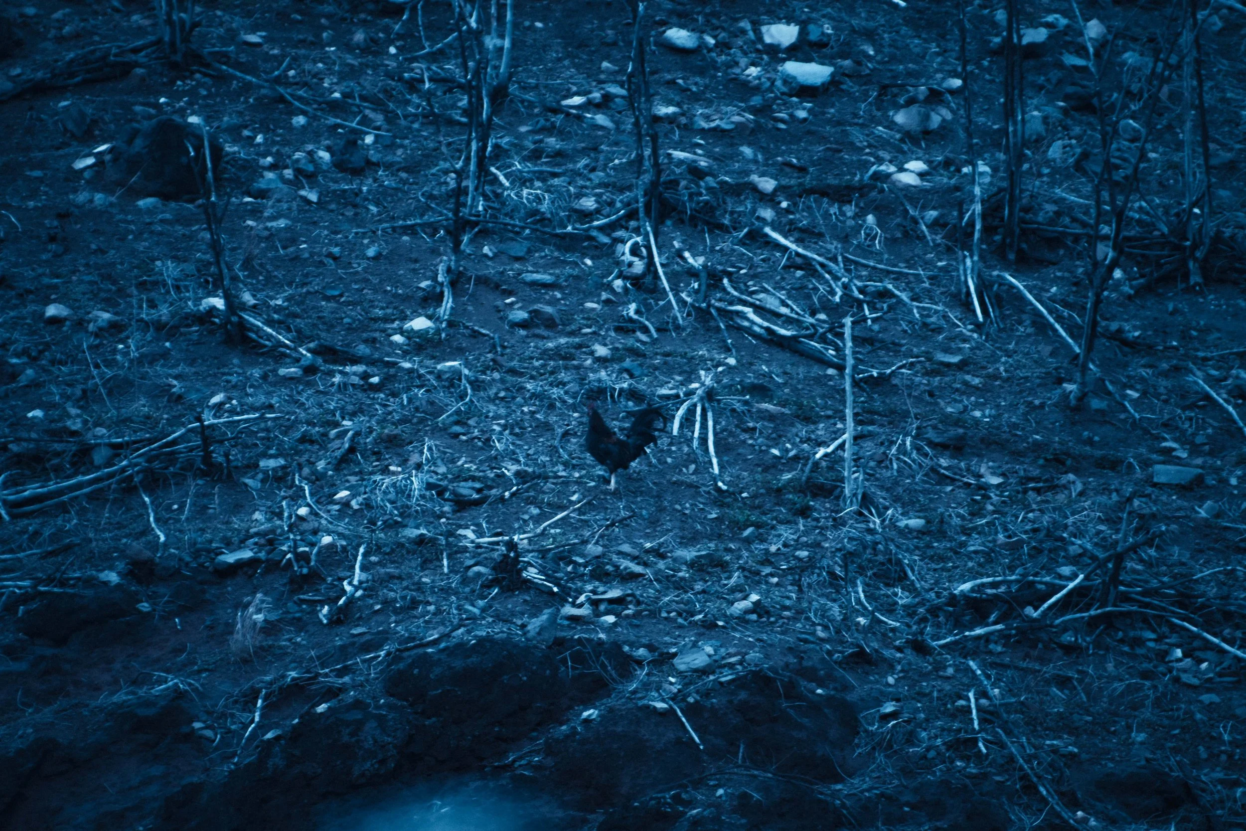 Paysage rocheux et végétation fragile de l'île de Ua-Pou aux Marquises, baigné dans une lumière crépusculaire teintée de bleu. Photographie issue du projet "Retiens le bleu" d'Edwina Bellahouel, développé dans le cadre du mentorat photo en ligne de P