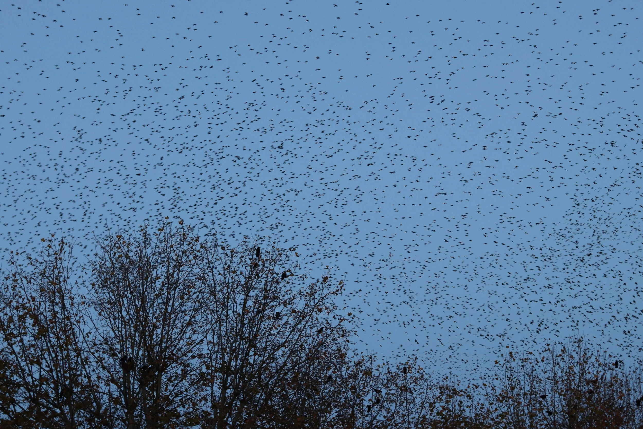 Ce projet photo évoque les ténèbres du cœur, la rupture et une quête de reconnexions stellaires. Œuvre issue du projet d'autofiction "In Tenebris Cordis" d'Aster Muphrid, développé dans le cadre du mentorat photo en ligne de Préludes Photo.