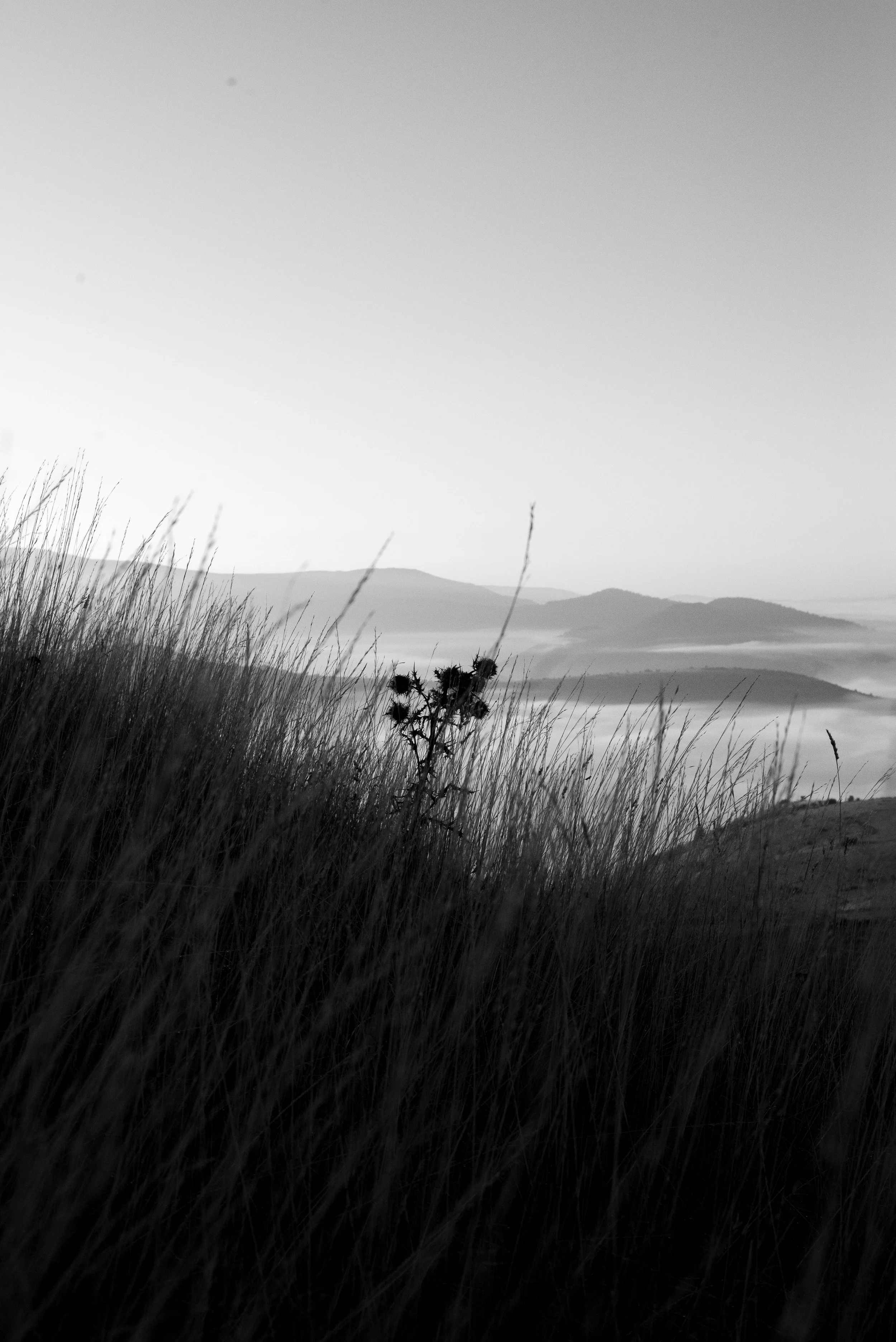 Série photo de Cécile Chauveau en noir et blanc dans les Cévennes en Lozère