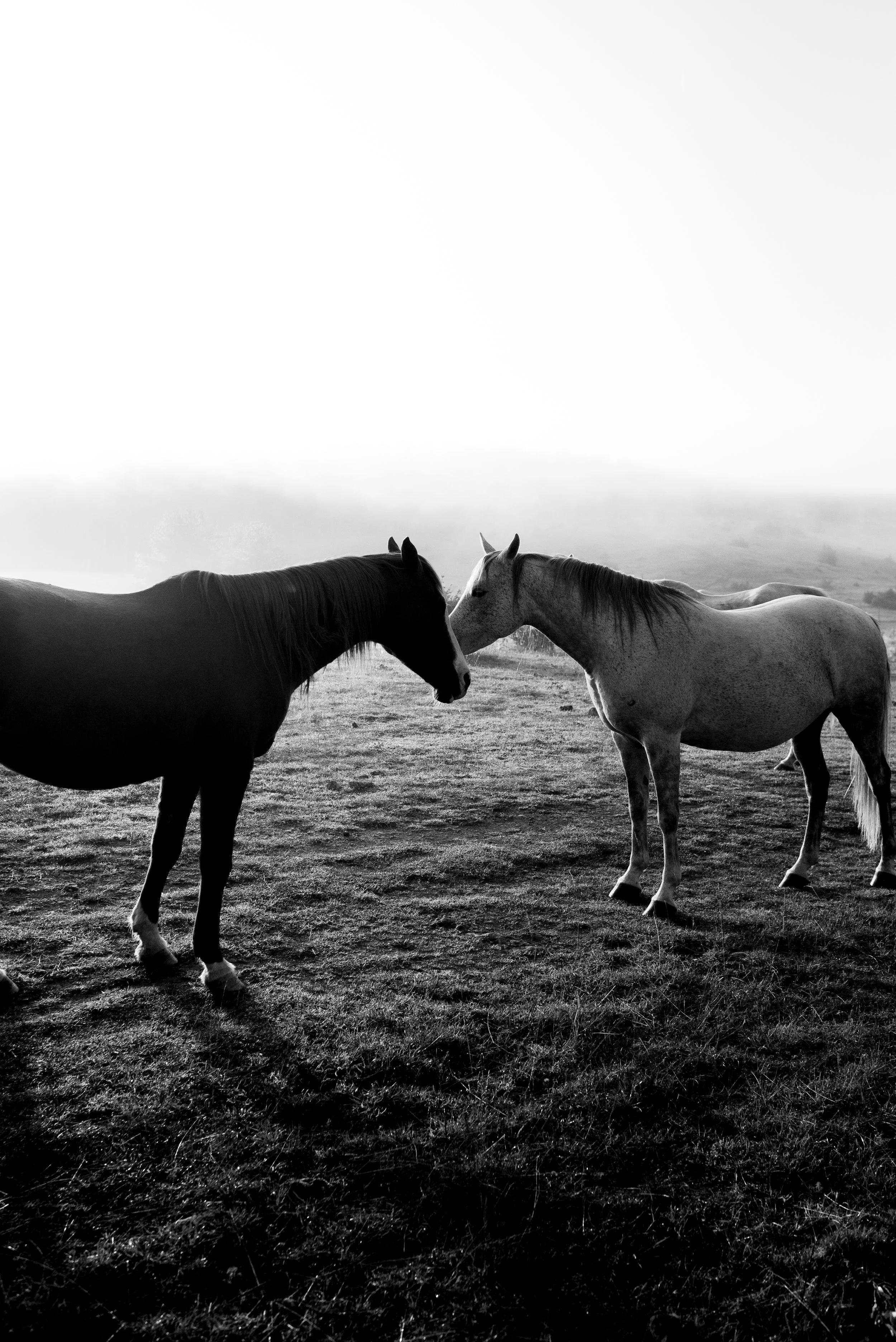 Série photo de Cécile Chauveau en noir et blanc dans les Cévennes en Lozère